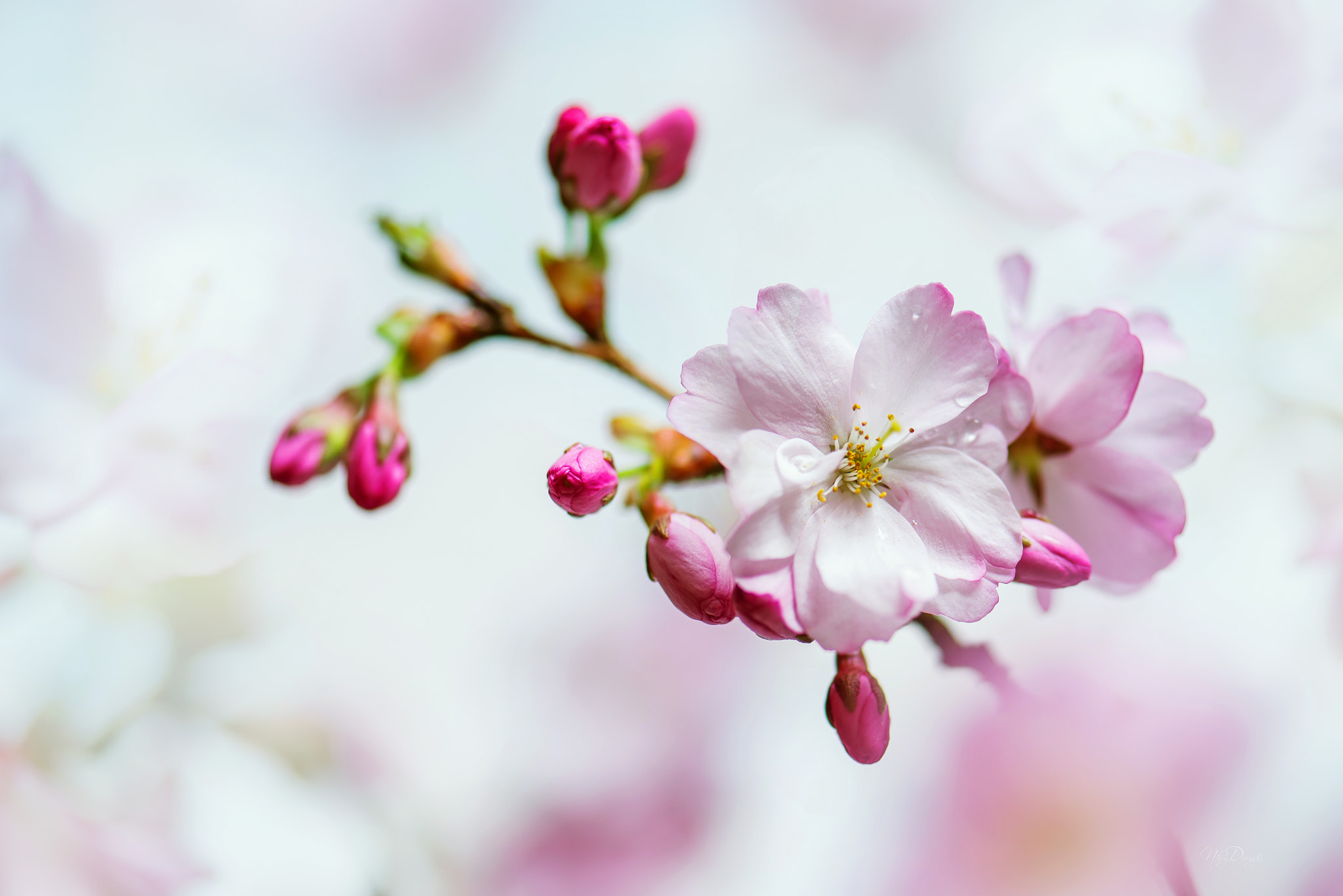 Nikon AF-S Micro-Nikkor 105mm F2.8G IF-ED VR sample photo. Beauty in nature. photography