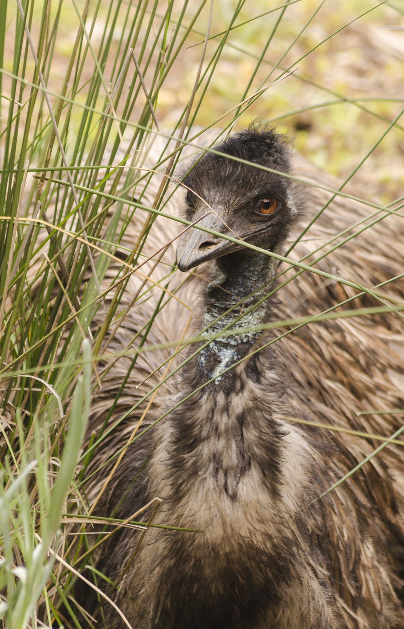 Nikon D5100 + Sigma 70-300mm F4-5.6 APO DG Macro sample photo. Emu photography