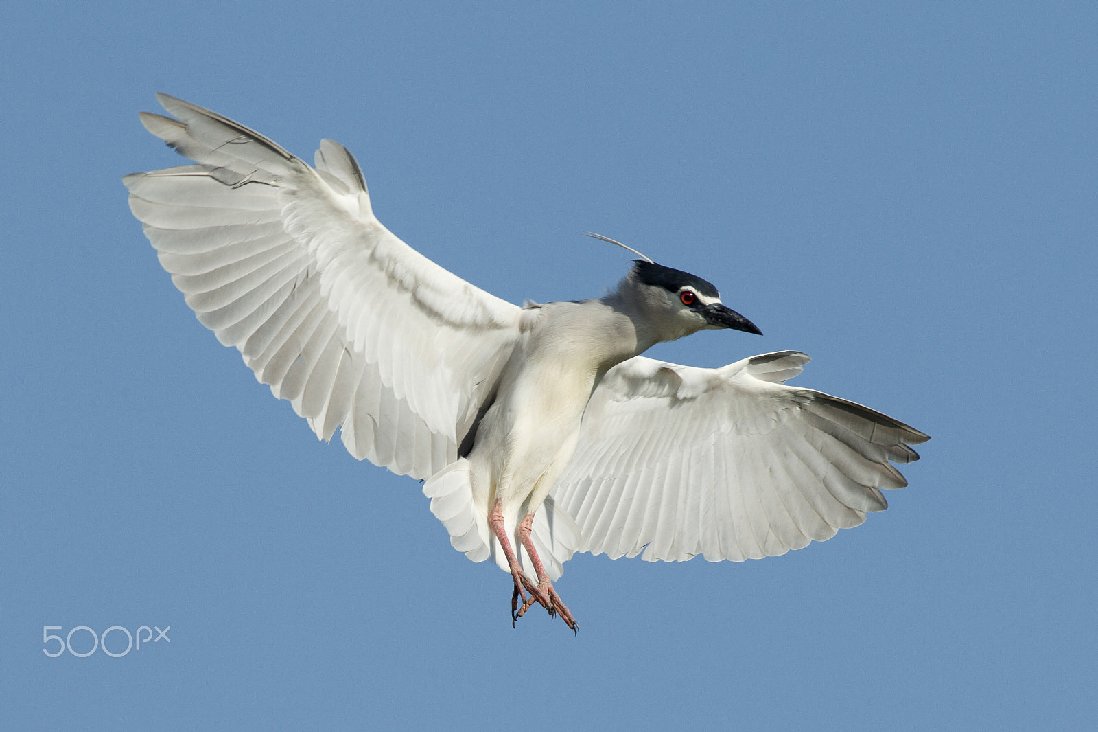 Canon EOS-1D Mark IV + Canon EF 600mm f/4L IS sample photo. Wings wide open photography