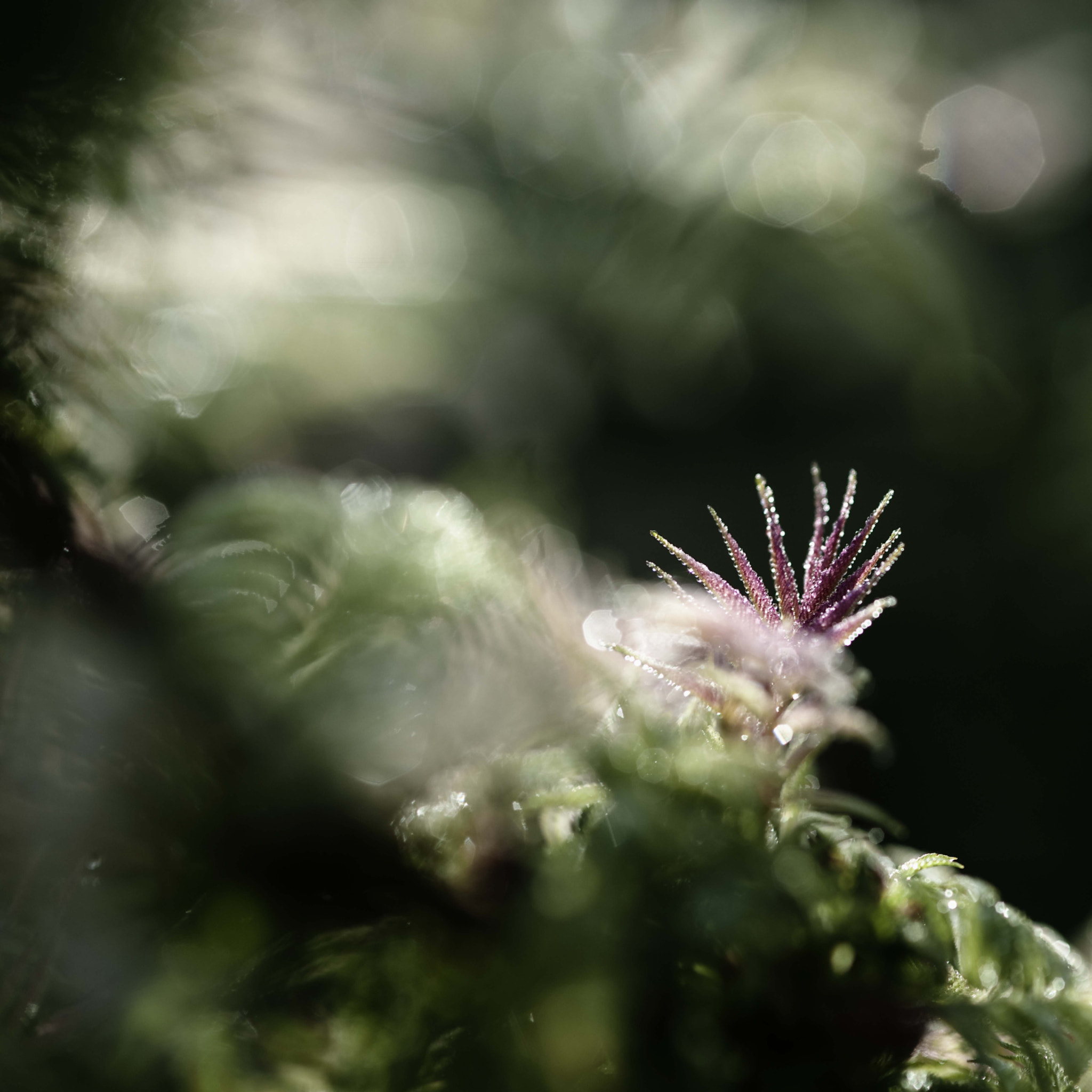 Nikon AF-S Micro-Nikkor 105mm F2.8G IF-ED VR sample photo. Voices of light11 photography