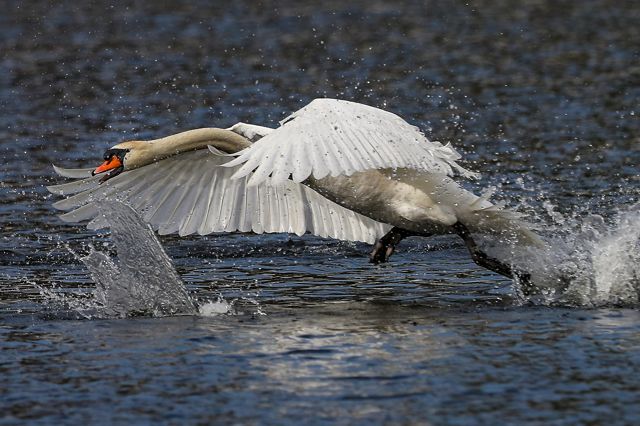 Canon EF 400mm F2.8L IS II USM sample photo. Fun  .. photography