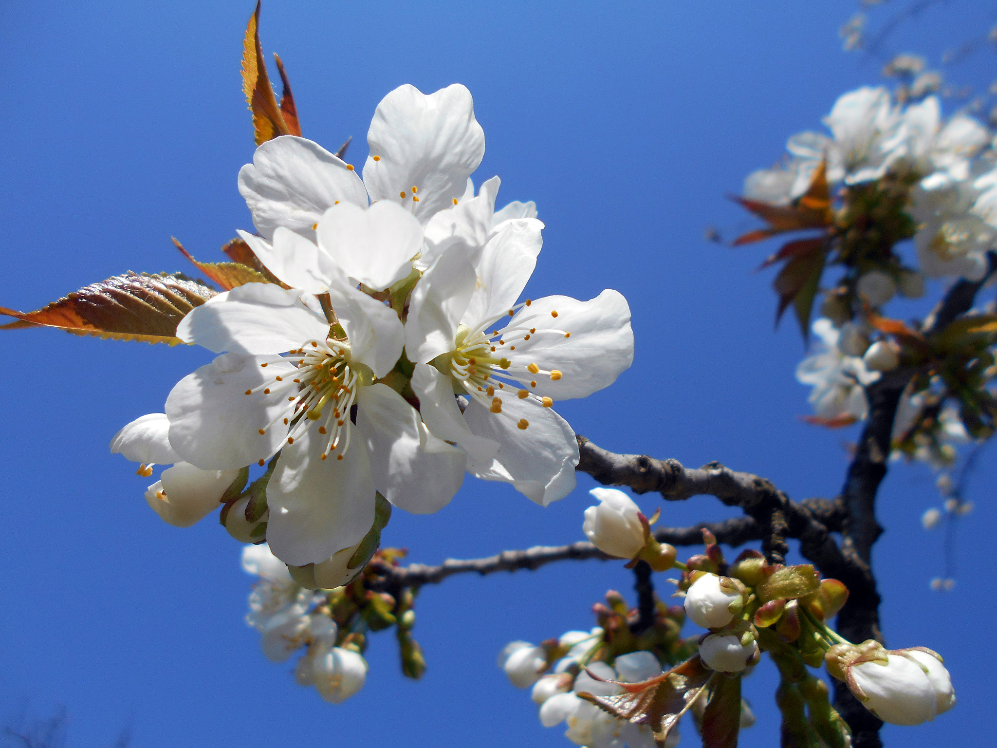 Nikon COOLPIX L30 sample photo. Tree bloom photography