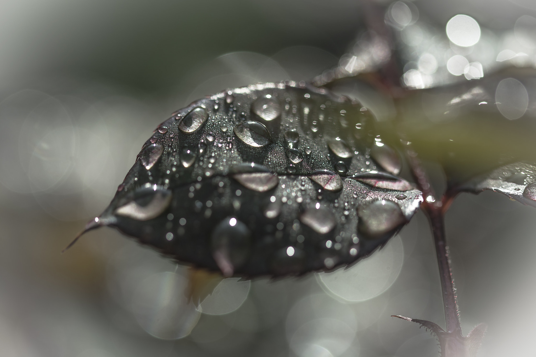 Sigma 105mm F2.8 EX DG OS HSM sample photo. Raindrops and bokeh 6 photography