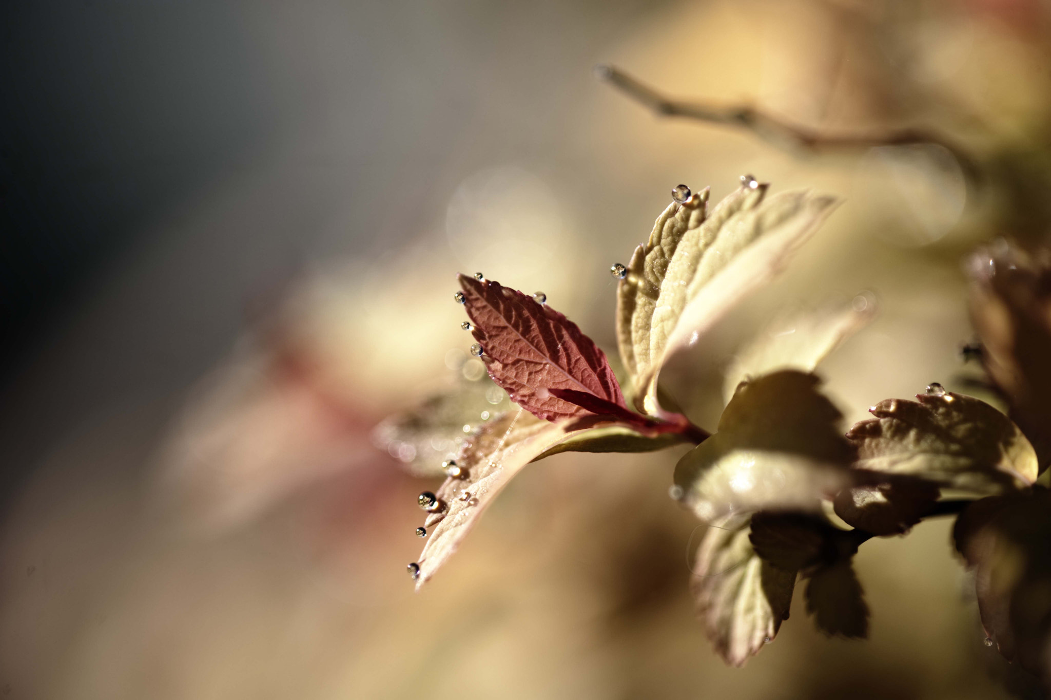 Nikon AF-S Micro-Nikkor 105mm F2.8G IF-ED VR sample photo. Voices of light12 photography