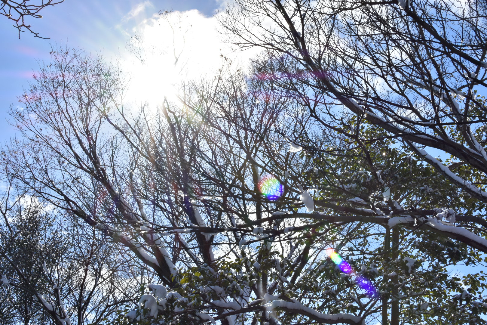 Nikon AF-S DX Nikkor 35mm F1.8G sample photo. Branch  photography