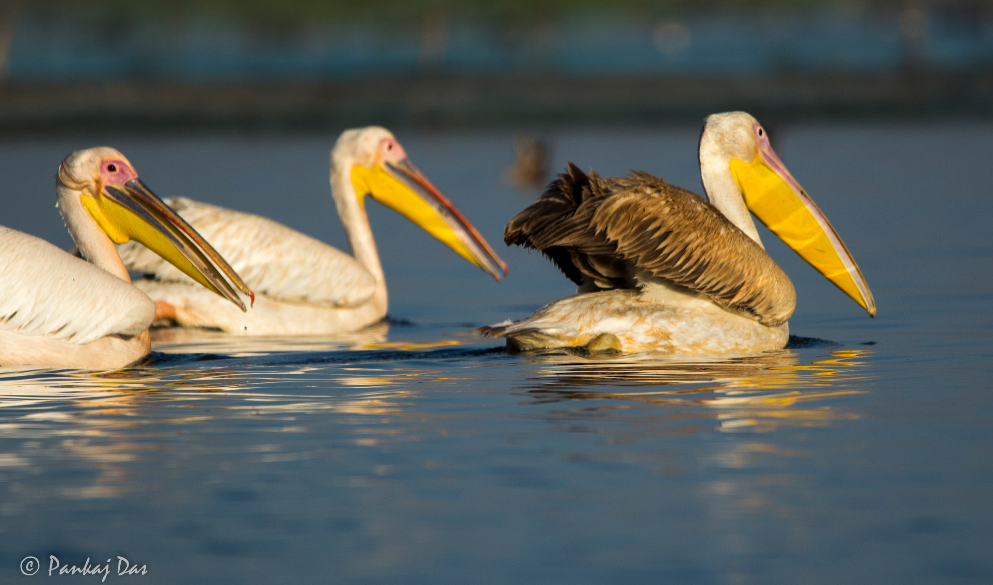 Canon EOS 700D (EOS Rebel T5i / EOS Kiss X7i) sample photo. Group of pelicans... photography