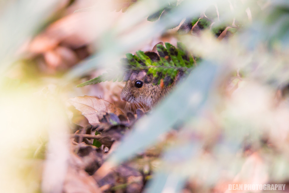 Tamron SP 150-600mm F5-6.3 Di VC USD sample photo. Microtinae photography