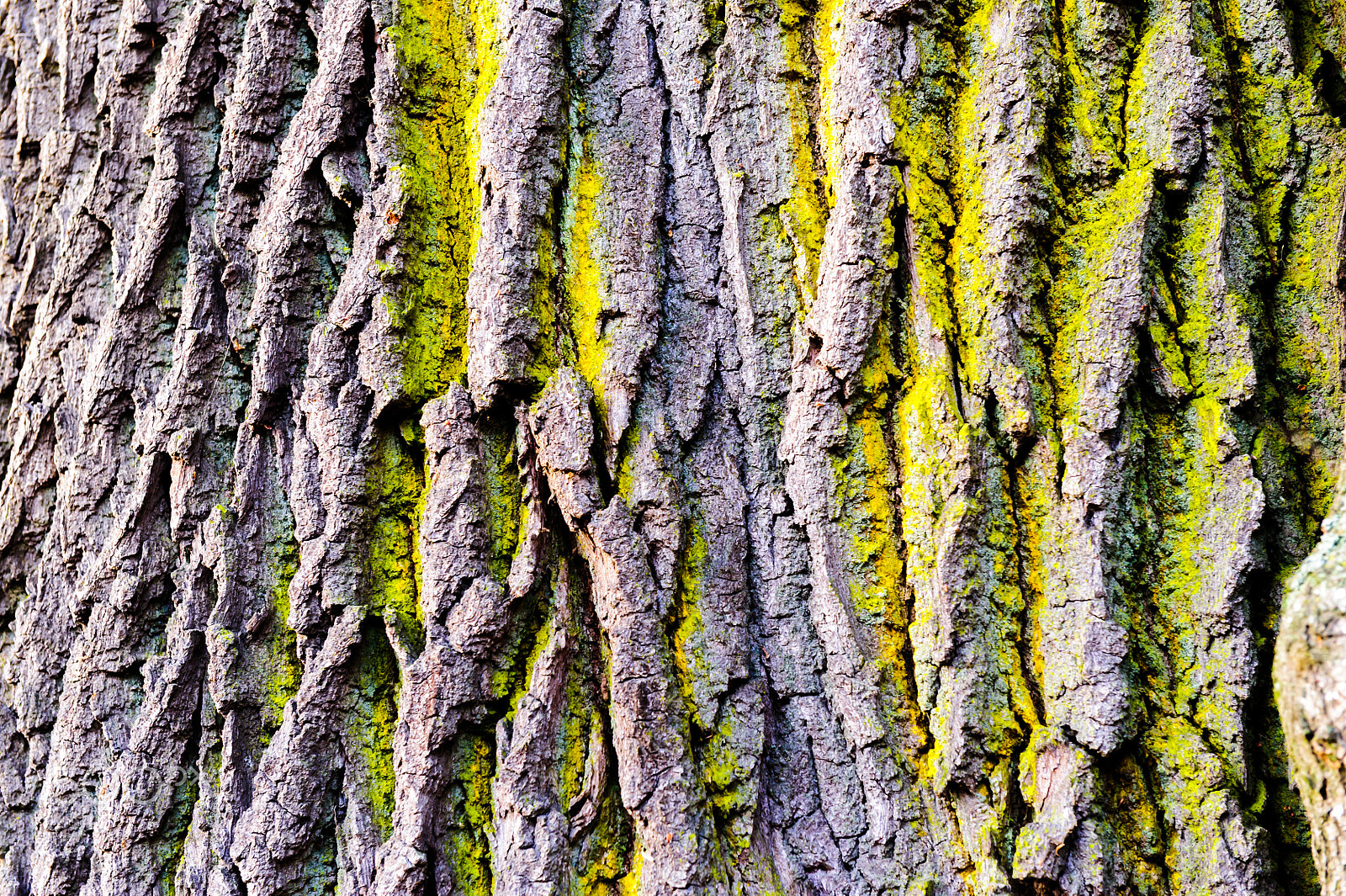 Nikon AF-S Nikkor 24-70mm F2.8G ED sample photo. Tree bark texture with detail of moss and lichen on wooden fence photography