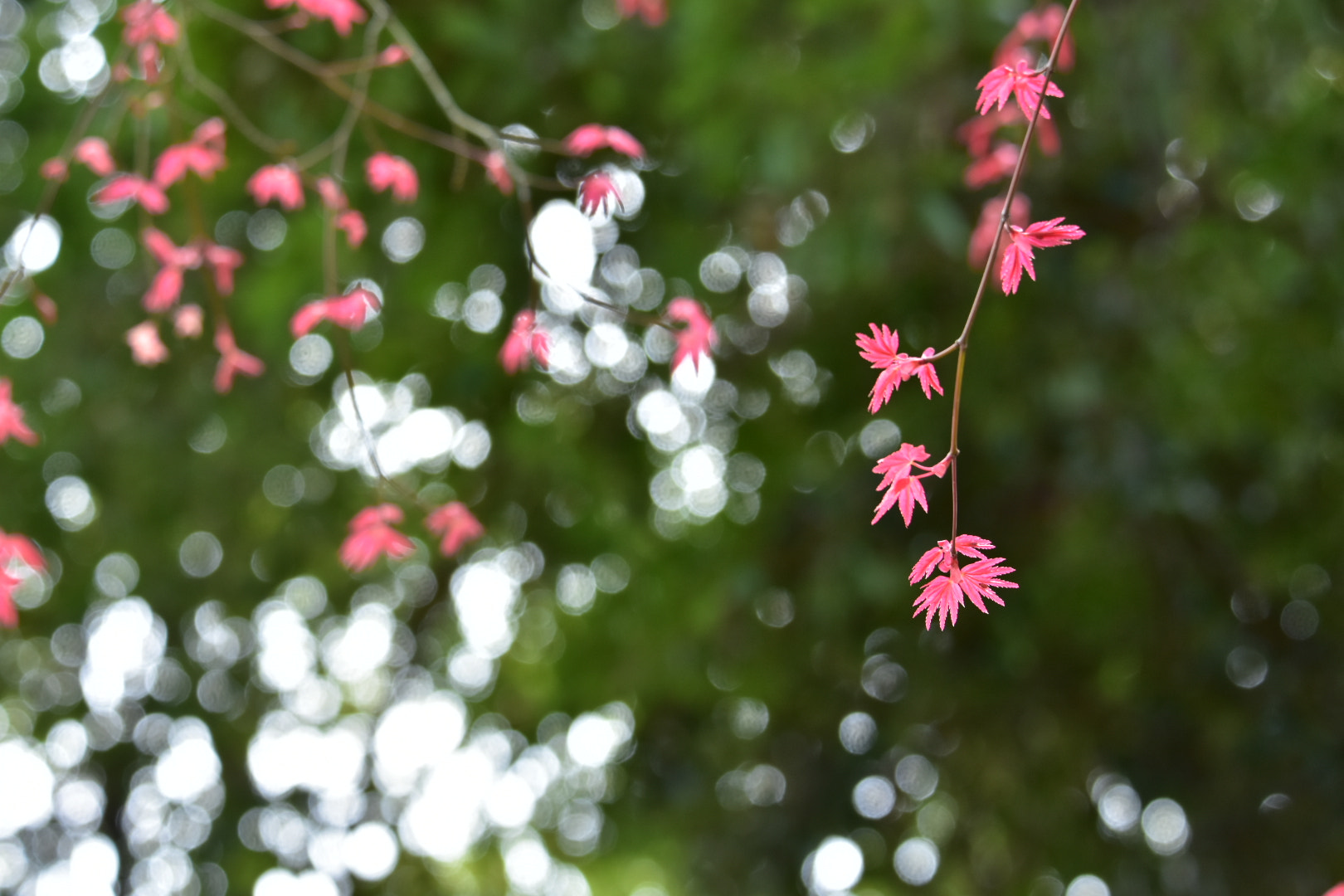 Nikon D7200 sample photo. Natural pink leaf  photography