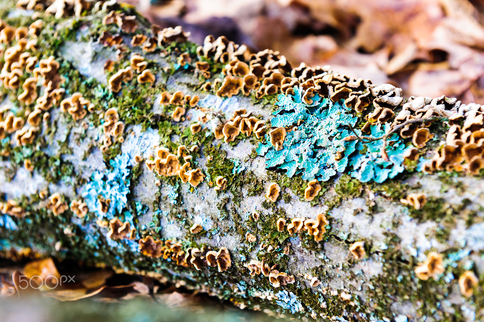 Nikon D700 sample photo. Tree overgrown with mushrooms with detail of moss and lichen on wooden fence photography
