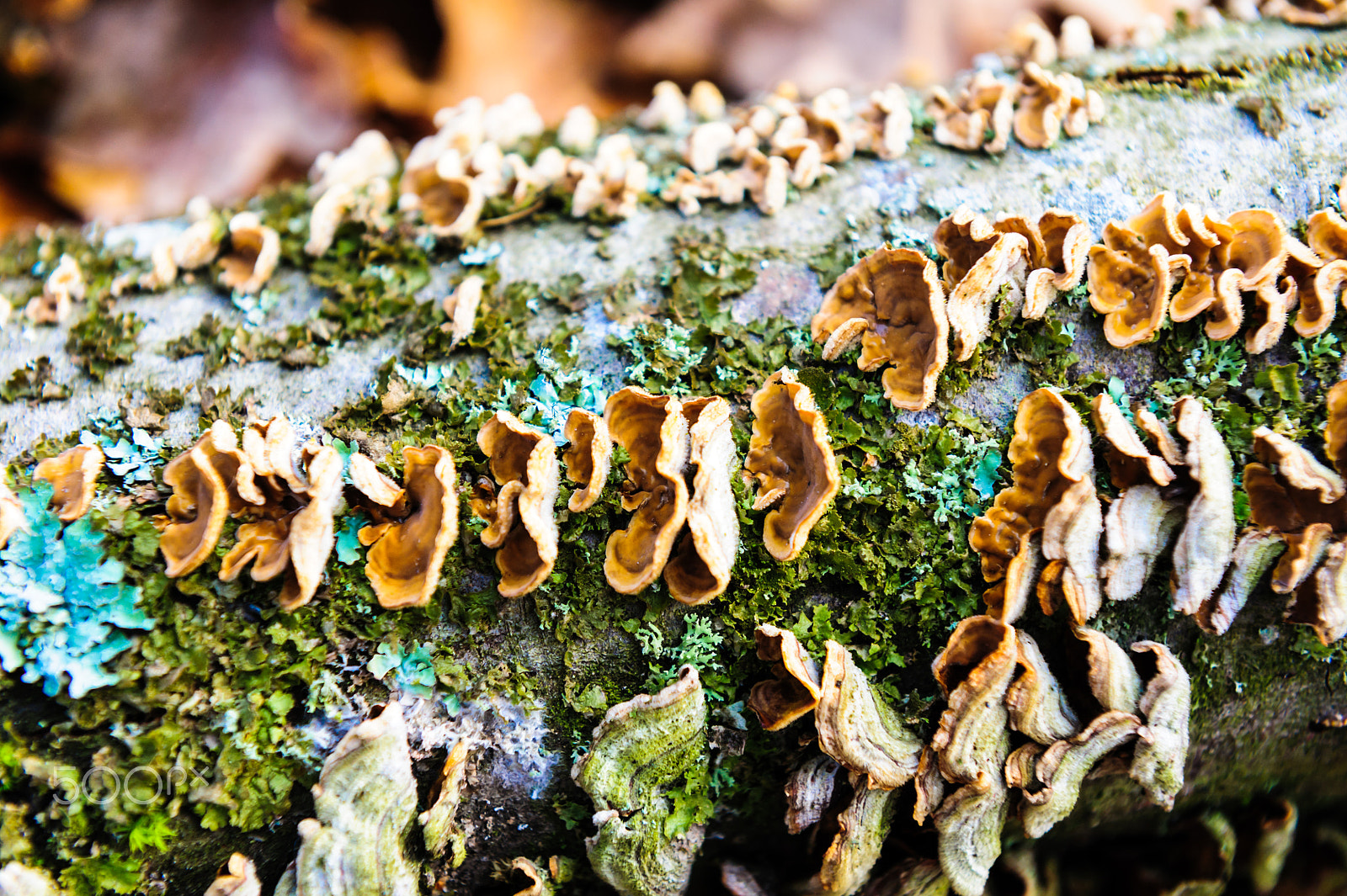 Nikon AF-S Nikkor 24-70mm F2.8G ED sample photo. Tree overgrown with mushrooms with detail of moss and lichen on wooden fence photography