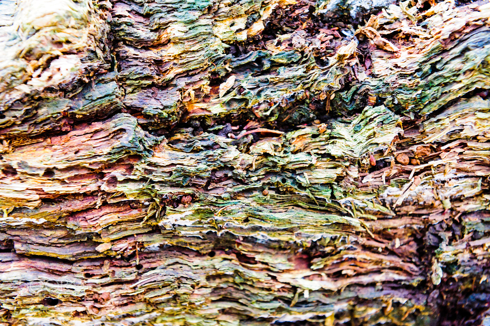 Nikon AF-S Nikkor 24-70mm F2.8G ED sample photo. Wood texture background close-up of old dead wood that is stained and pitted with a rough... photography