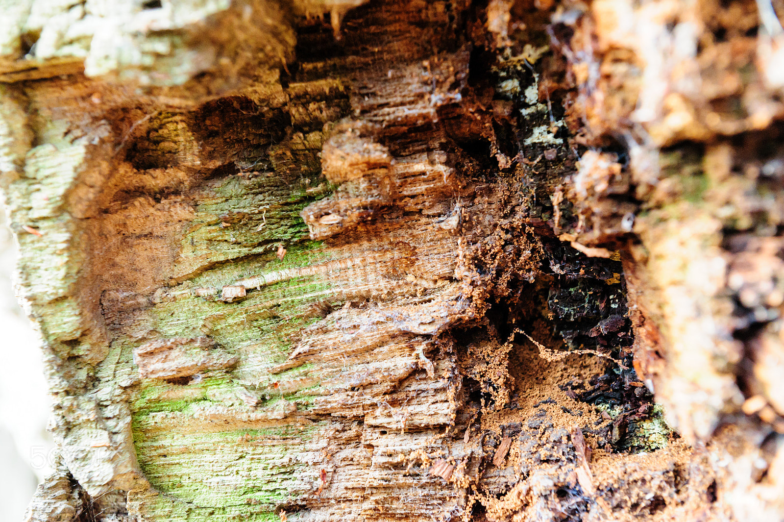 Nikon AF-S Nikkor 24-70mm F2.8G ED sample photo. Wood texture background close-up of old dead wood that is stained and pitted with a rough... photography