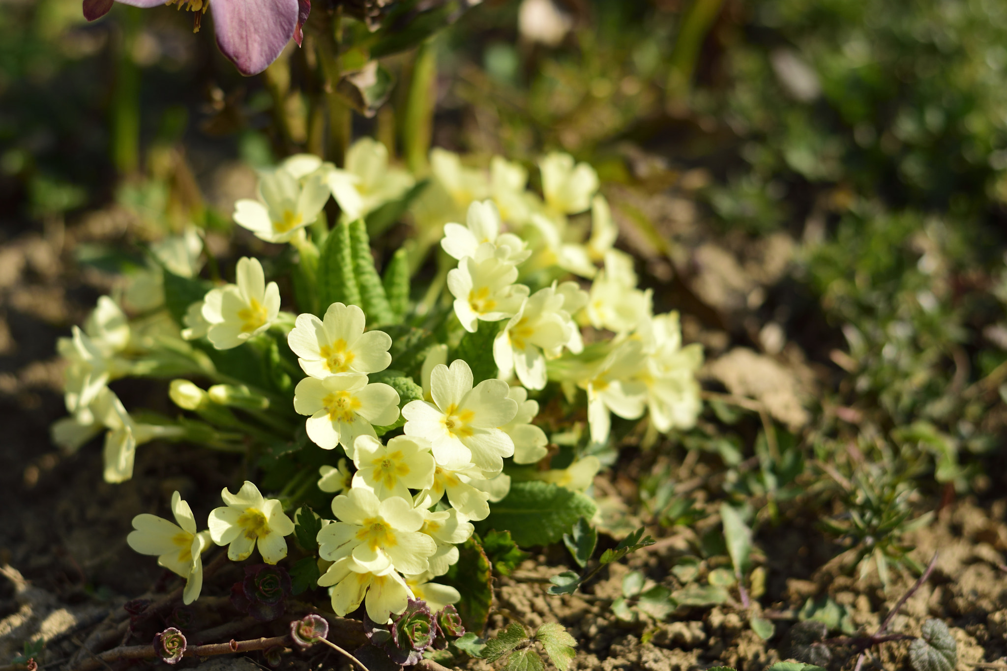 Nikon AF-S Nikkor 50mm F1.8G sample photo. Primula vulgarit photography
