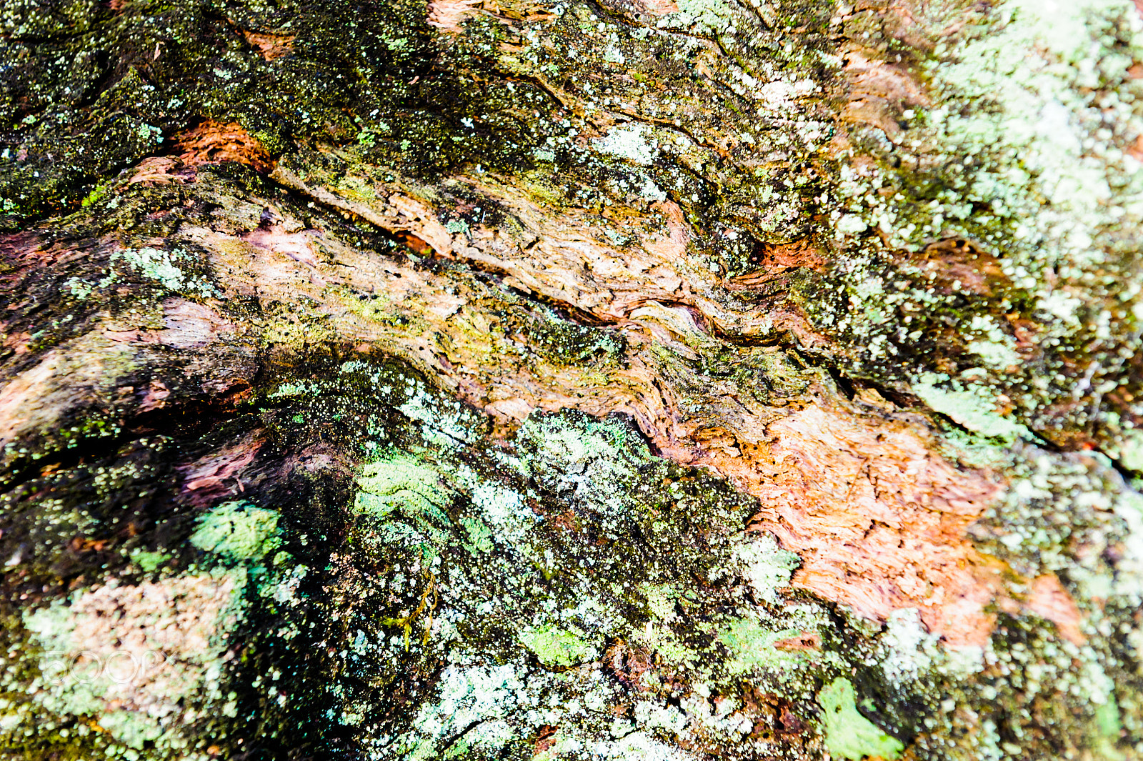 Nikon AF-S Nikkor 24-70mm F2.8G ED sample photo. Wood texture background close-up of old dead wood that is stained and pitted with a rough... photography