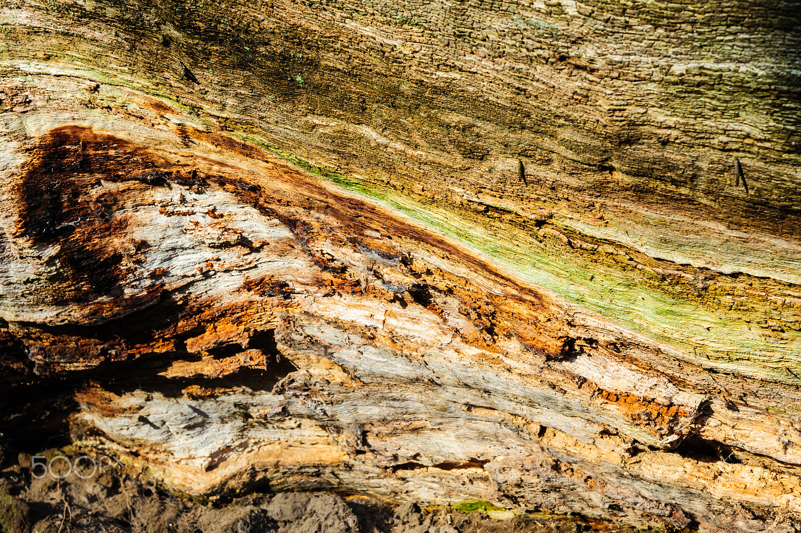 Nikon AF-S Nikkor 24-70mm F2.8G ED sample photo. Wood texture background close-up of old dead wood that is stained and pitted with a rough... photography