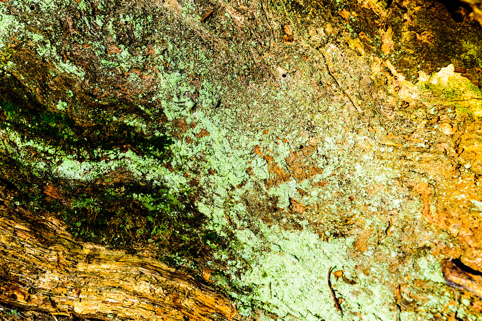 Nikon AF-S Nikkor 24-70mm F2.8G ED sample photo. Wood texture background close-up of old dead wood that is stained and pitted with a rough... photography