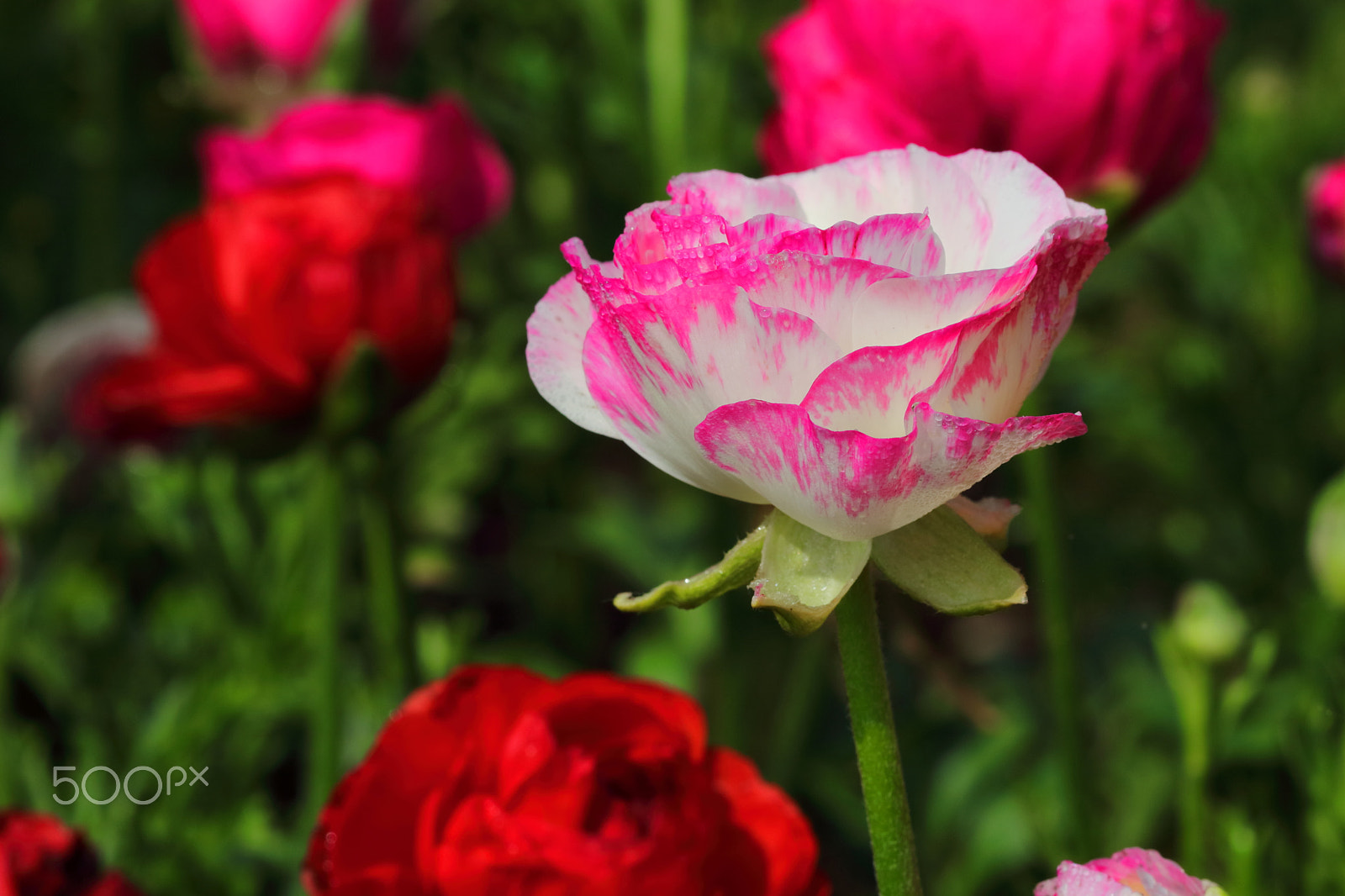 Canon EF 100mm F2.8L Macro IS USM sample photo. Ranunculus asiaticus photography