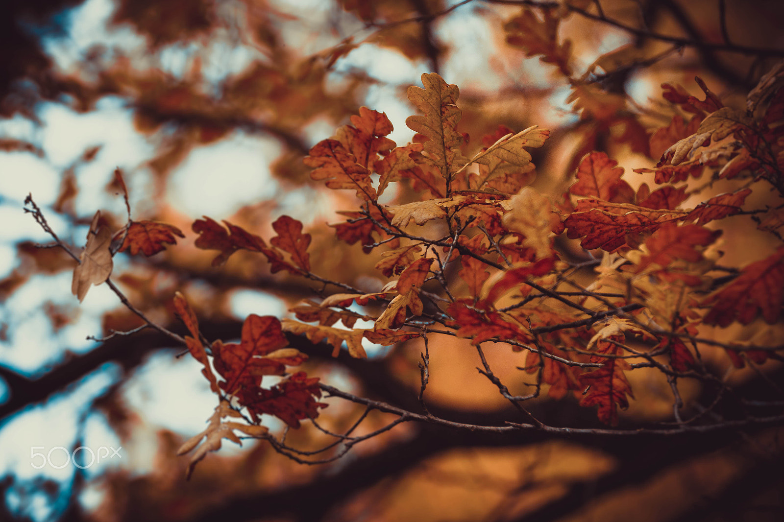 Canon EOS 60D sample photo. Autumn oak photography