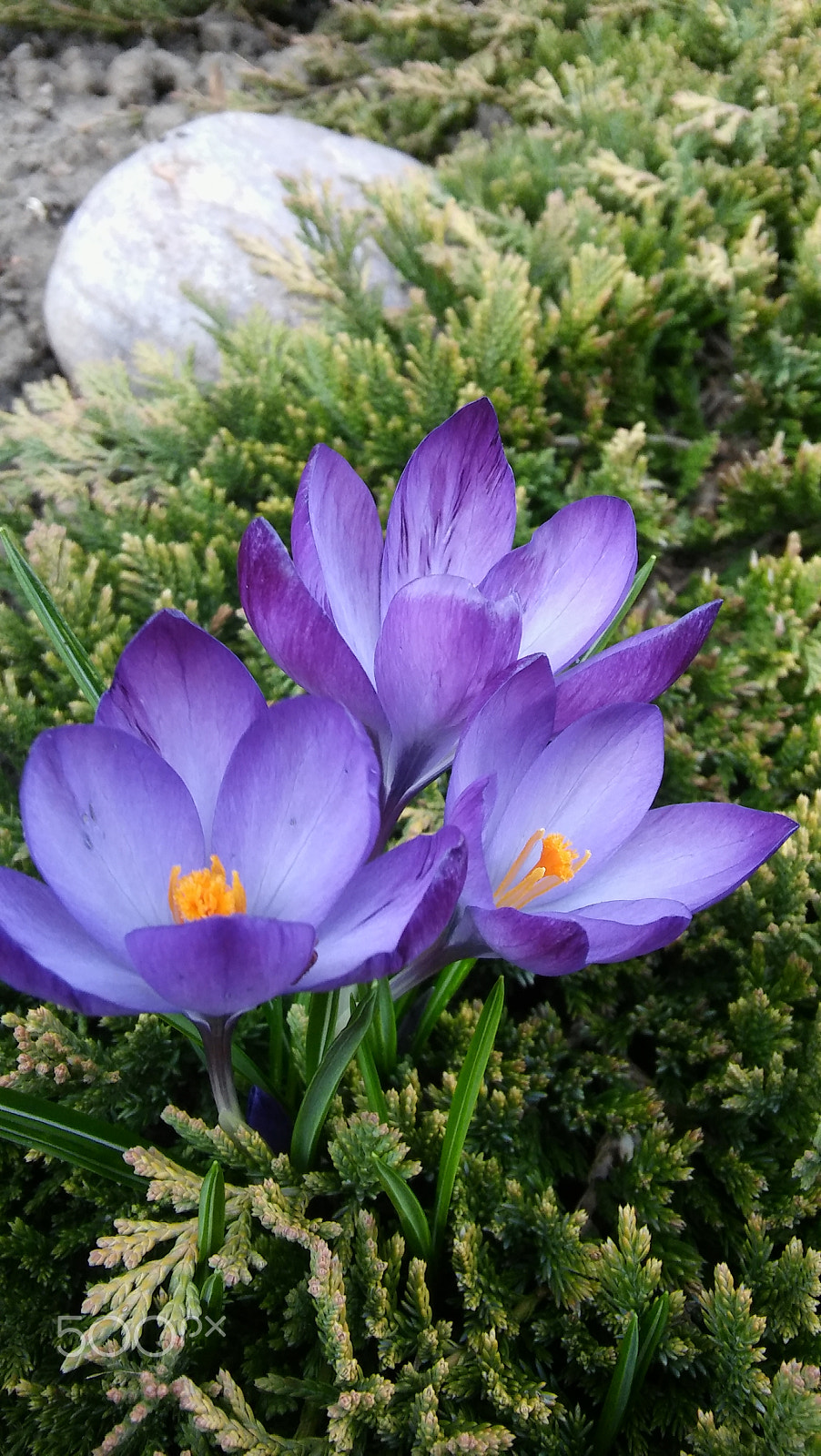 LG SPIRIT 4G LTE sample photo. Composition photography