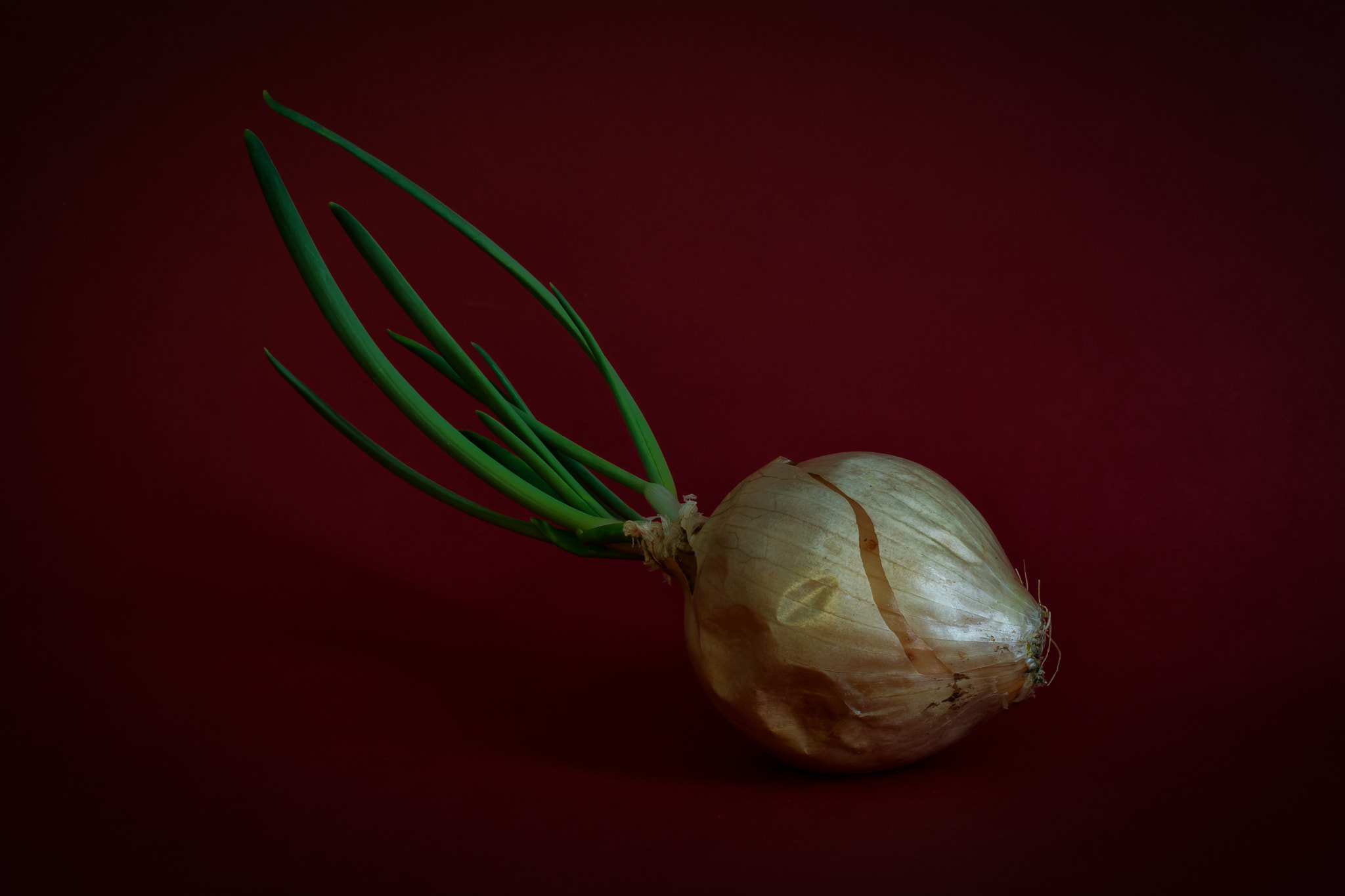 Nikon D7100 sample photo. Close up portrait of an onion with red background photography