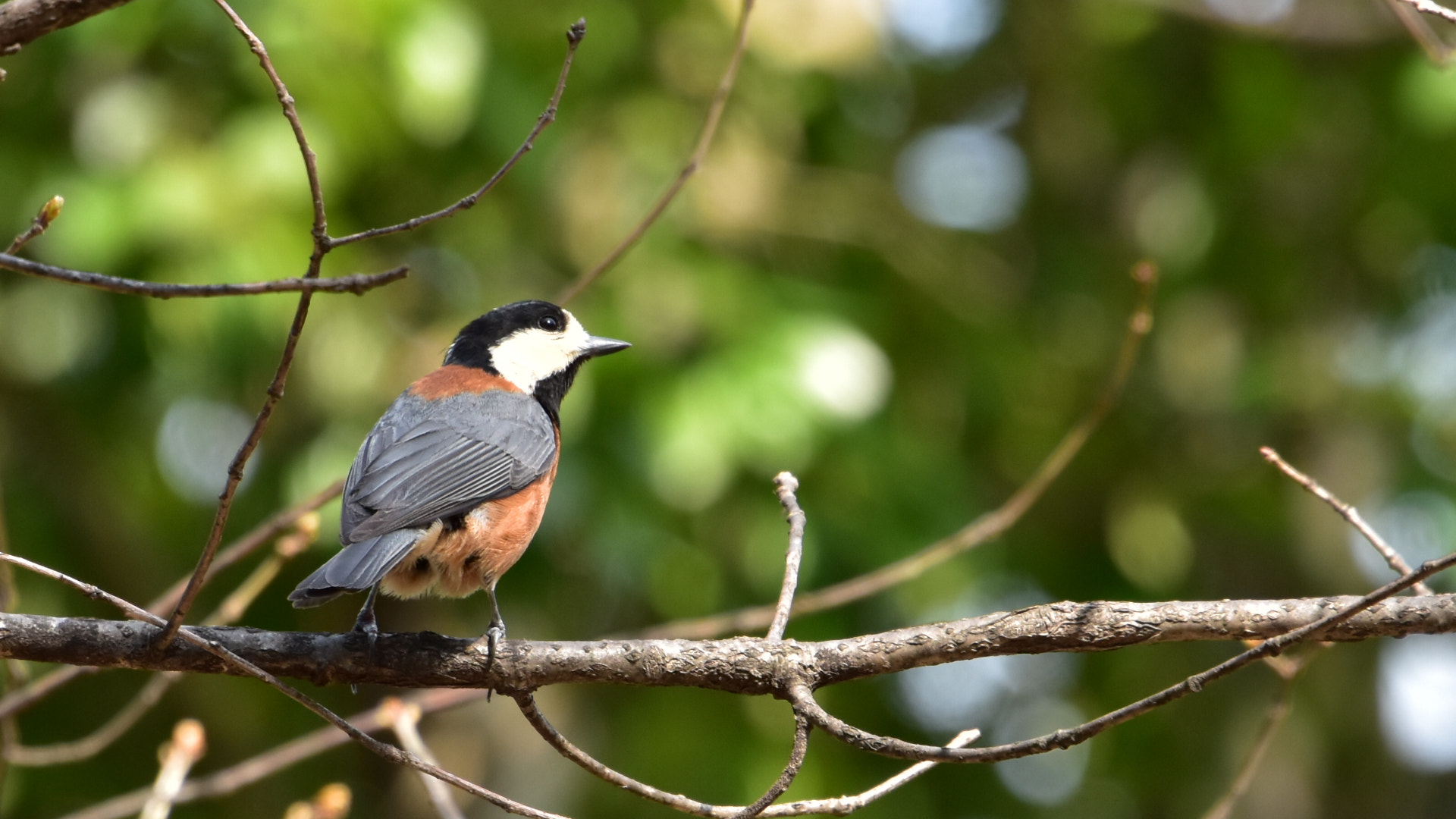 Nikon D5500 sample photo