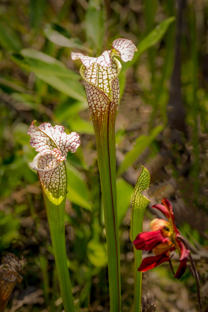 XF100-400mmF4.5-5.6 R LM OIS WR + 1.4x sample photo. White topped pitcher plant photography