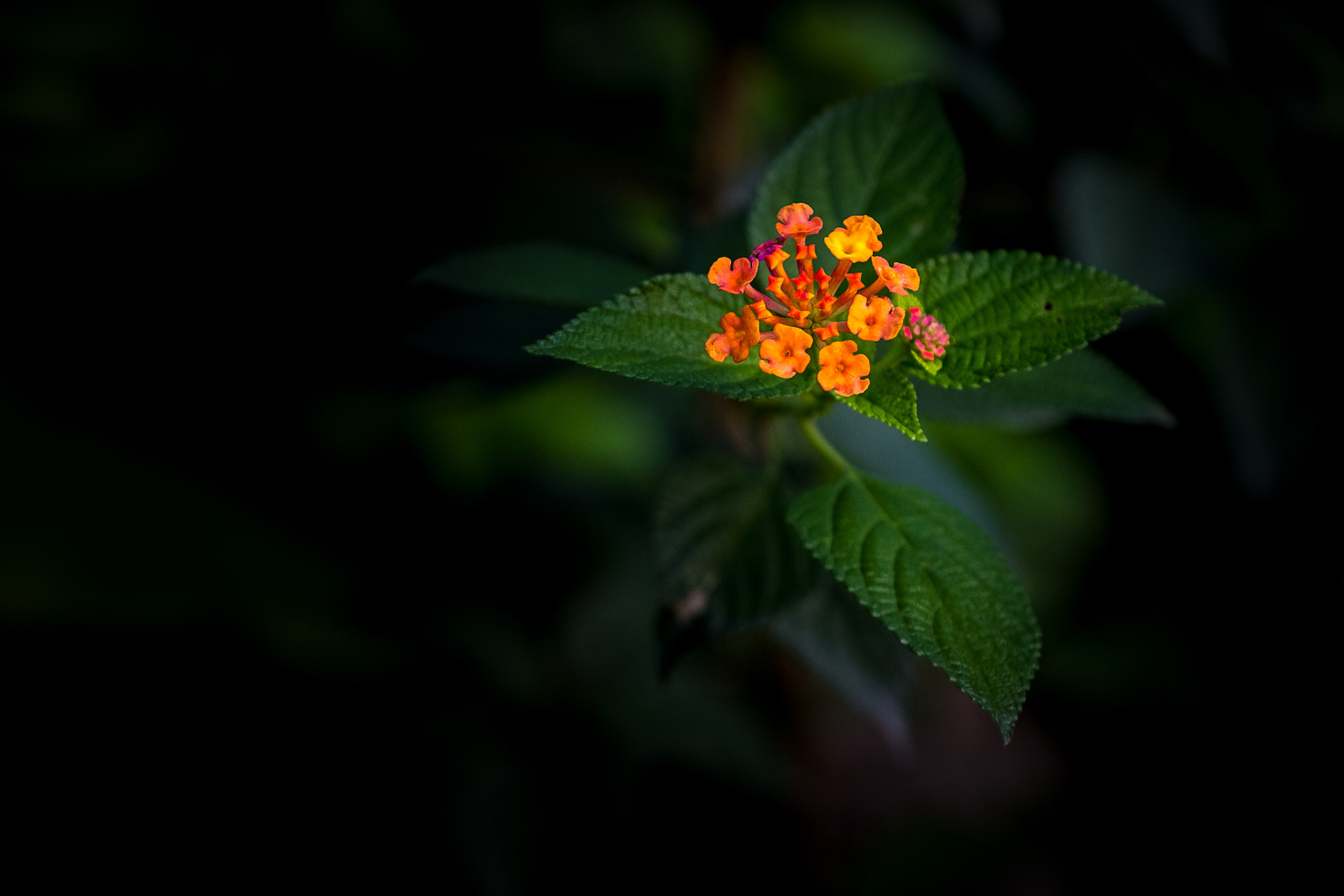 Fujifilm X-Pro2 + Fujifilm XF 16-55mm F2.8 R LM WR sample photo. 花朵 photography