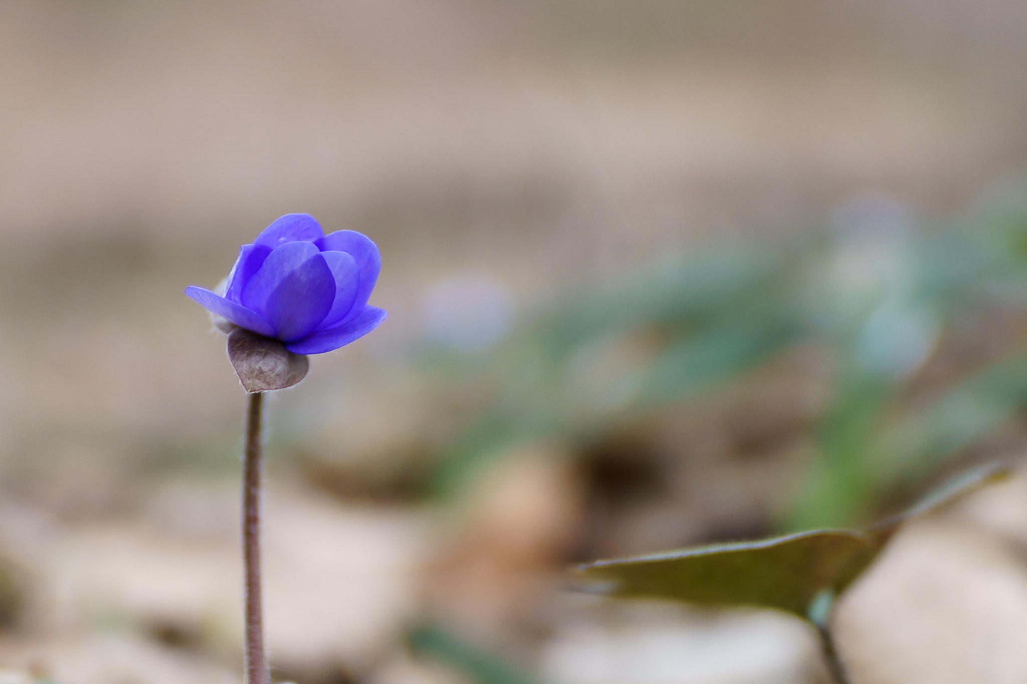 Sony a6000 sample photo. Hepatica photography