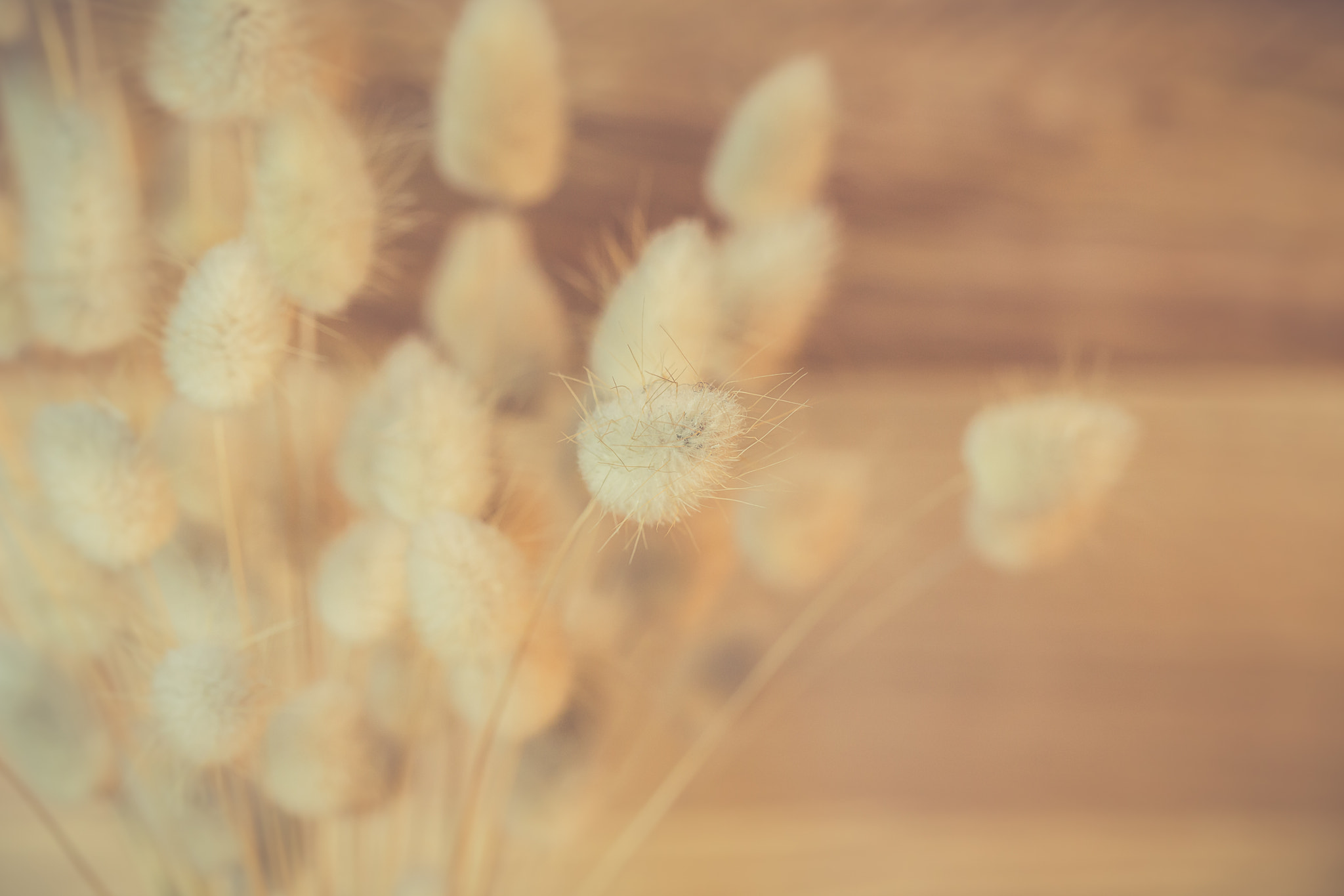 Canon EF 100mm F2.8L Macro IS USM sample photo. Img photography