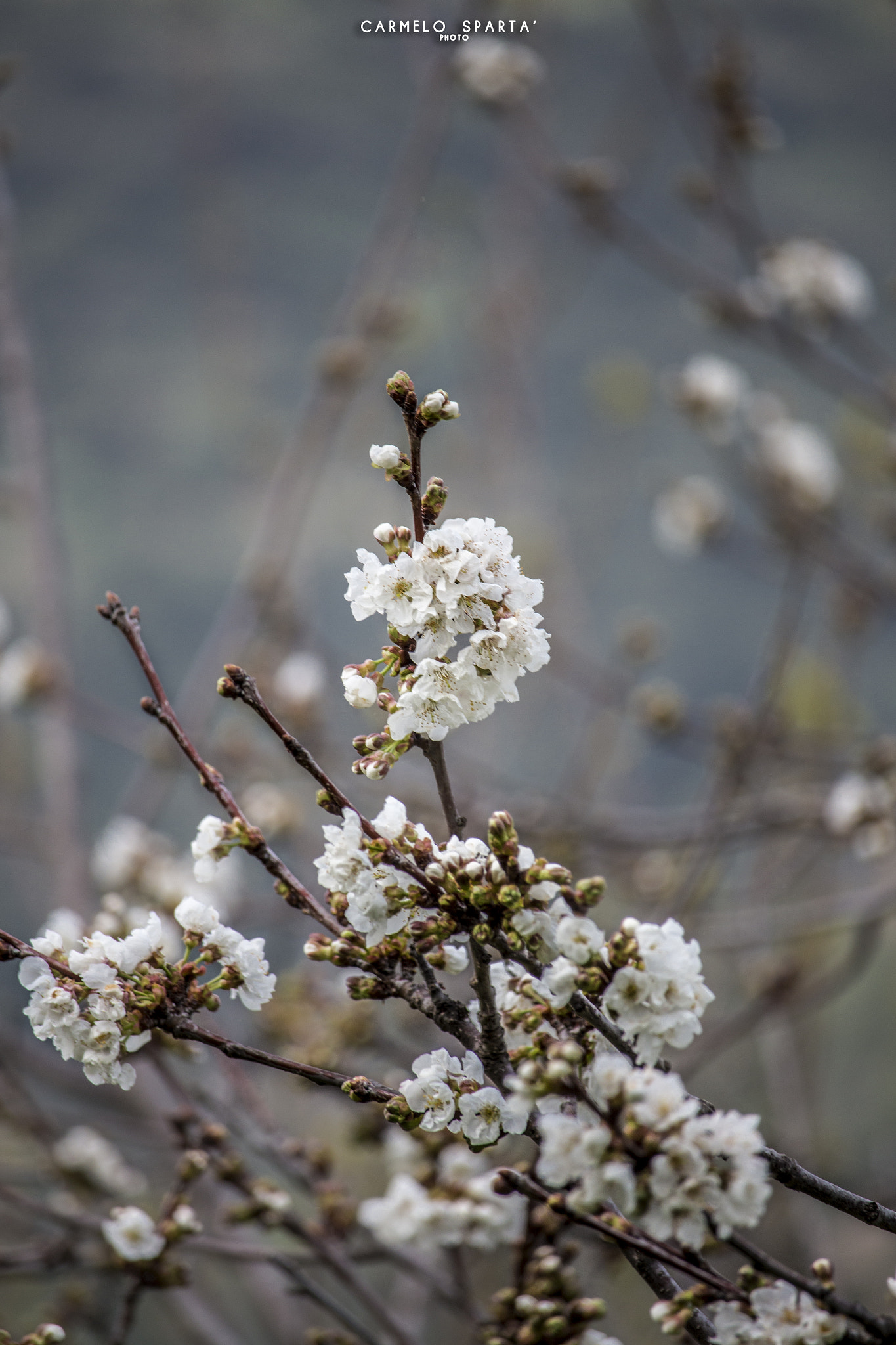 Canon EOS 650D (EOS Rebel T4i / EOS Kiss X6i) sample photo. Beautiful spring photography