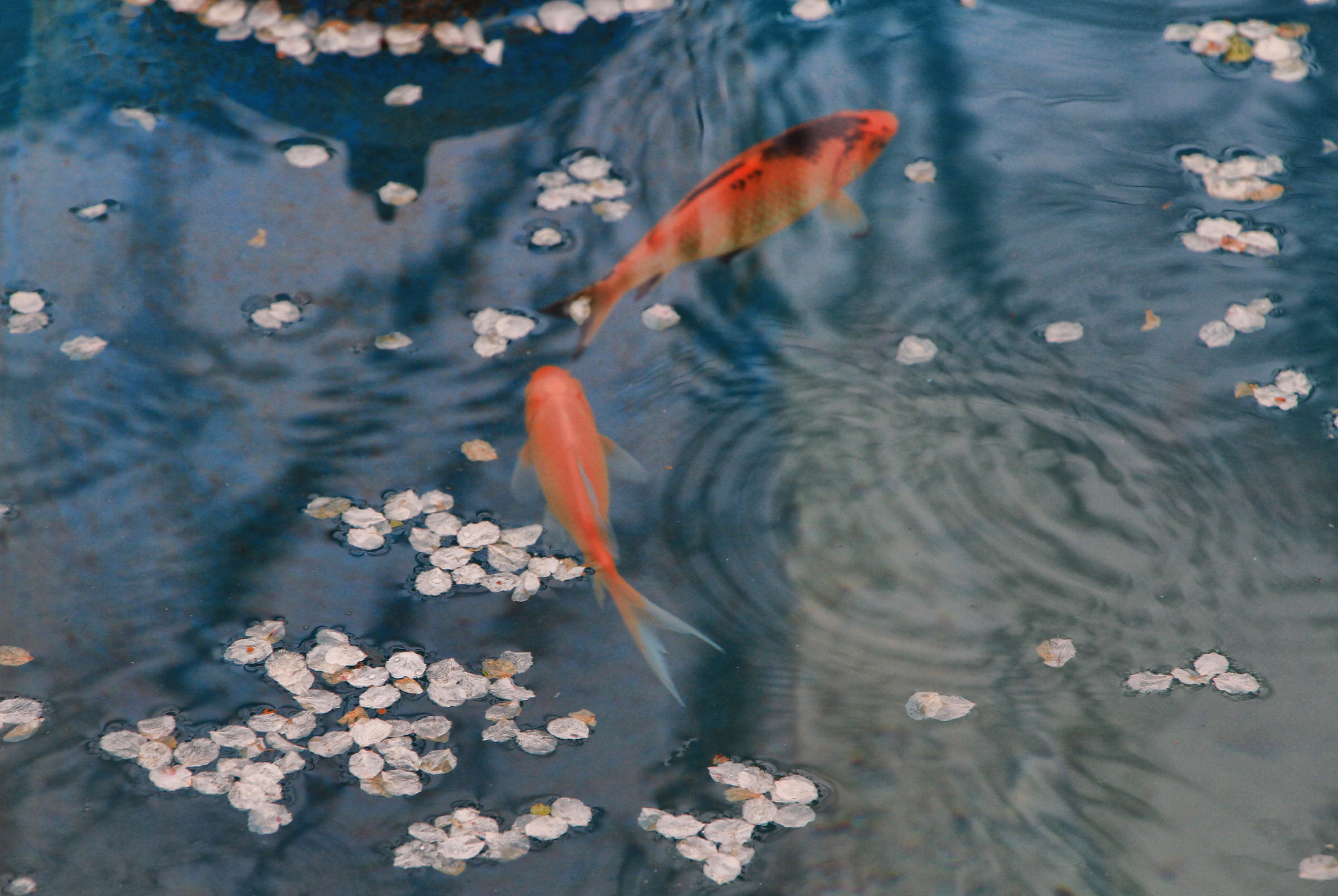 Canon EOS M + Canon EF-S 18-135mm F3.5-5.6 IS STM sample photo. Gold fish photography