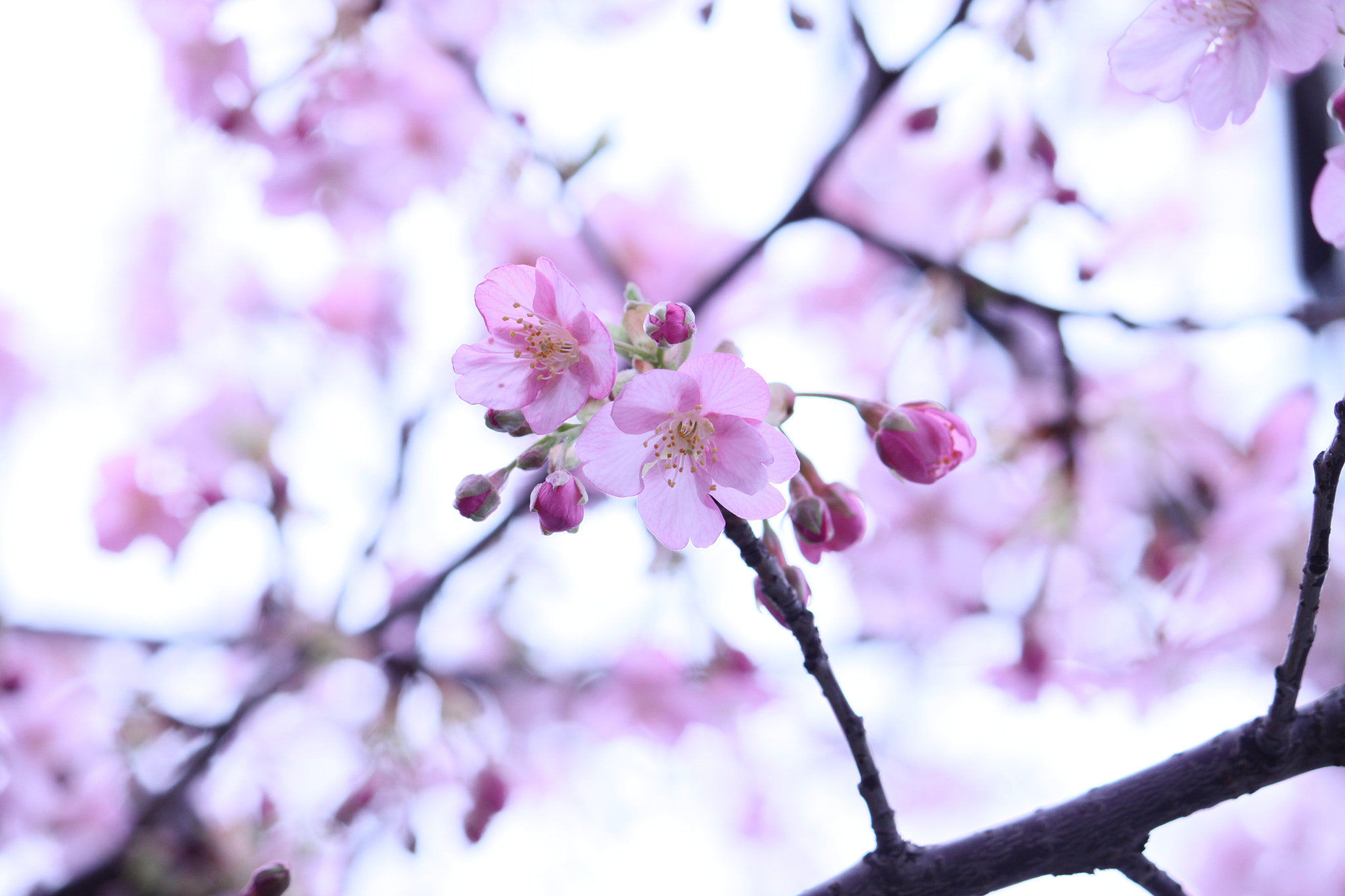 Canon EF-S 55-250mm F4-5.6 IS sample photo