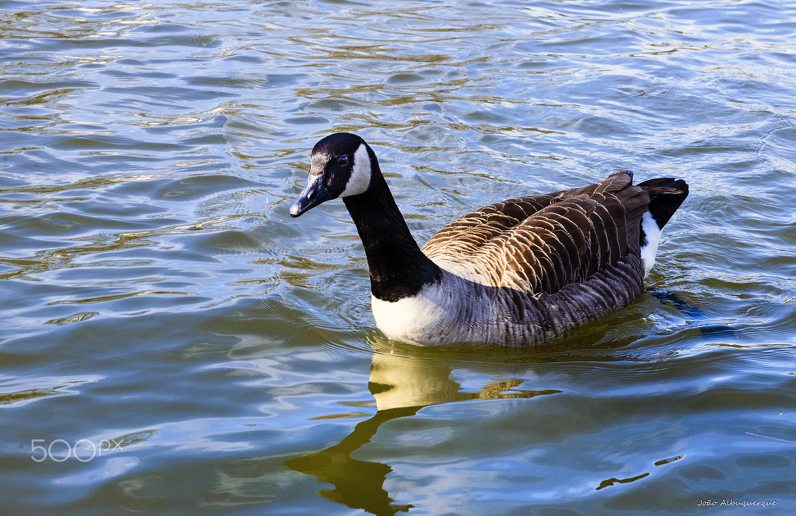 Nikon AF-S Nikkor 24-70mm F2.8G ED sample photo. Swimming on the lake photography