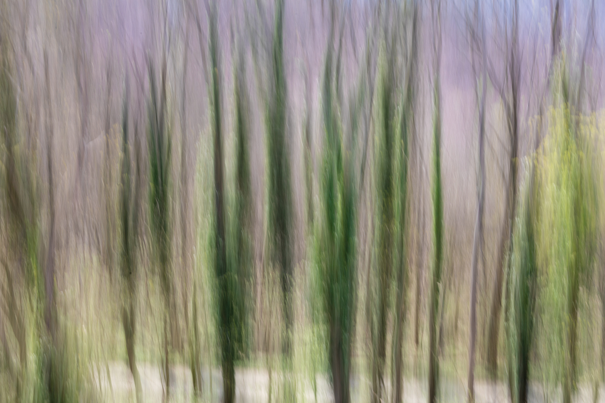 Canon EOS 5DS sample photo. Forest photography