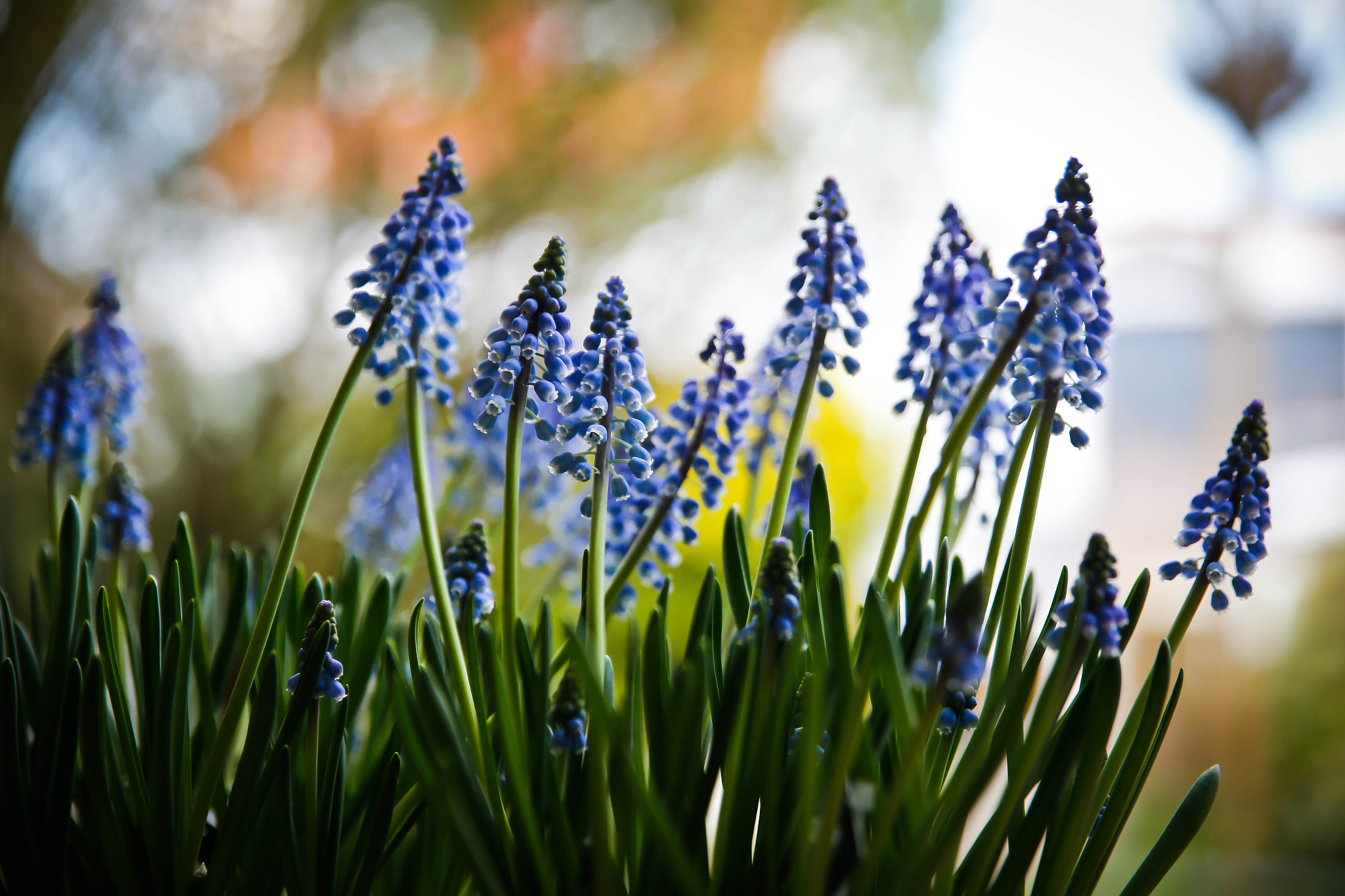 Canon EOS 6D + Sigma 24-70mm F2.8 EX DG Macro sample photo. Muscari botryoides photography