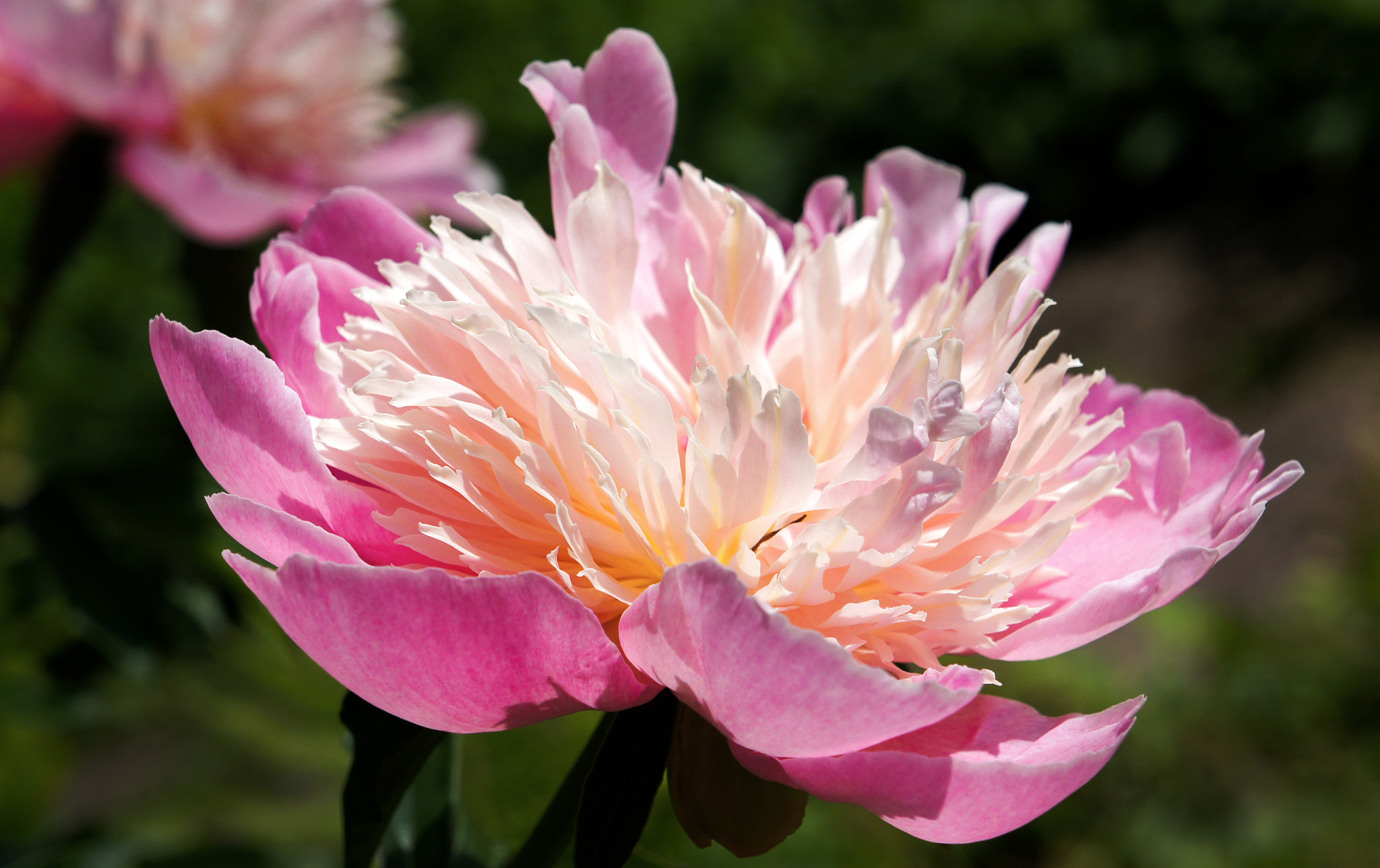 Sony Alpha NEX-C3 + Sony E 18-55mm F3.5-5.6 OSS sample photo. Peony photography