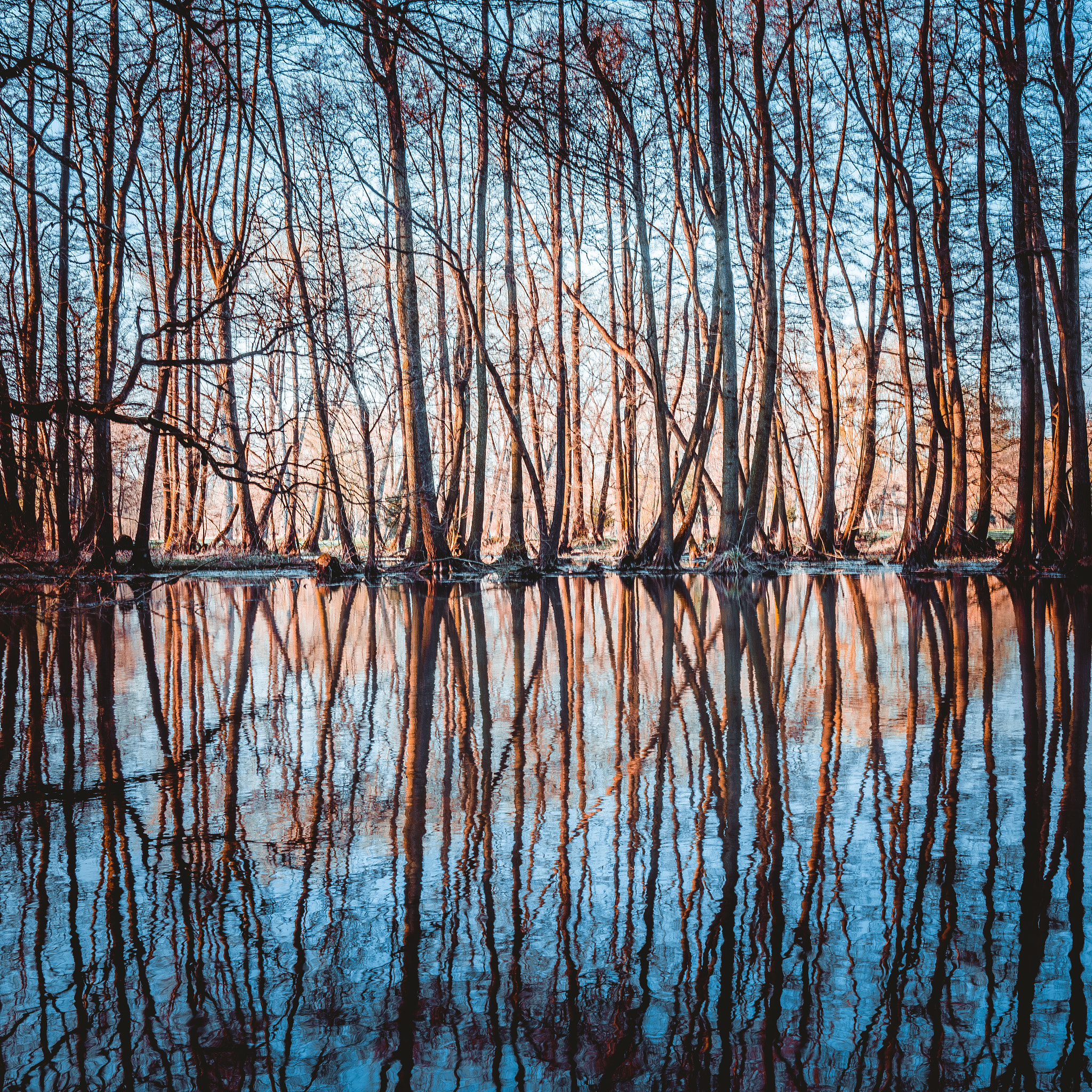 35mm F2.0 sample photo. The forest photography