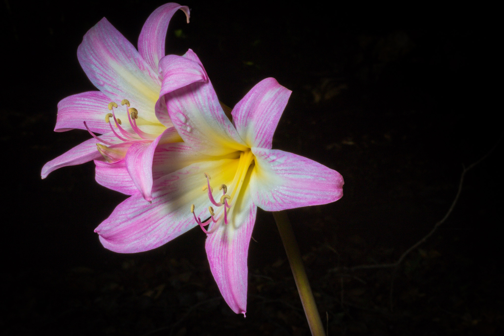 Canon EOS 70D sample photo. Pink photography