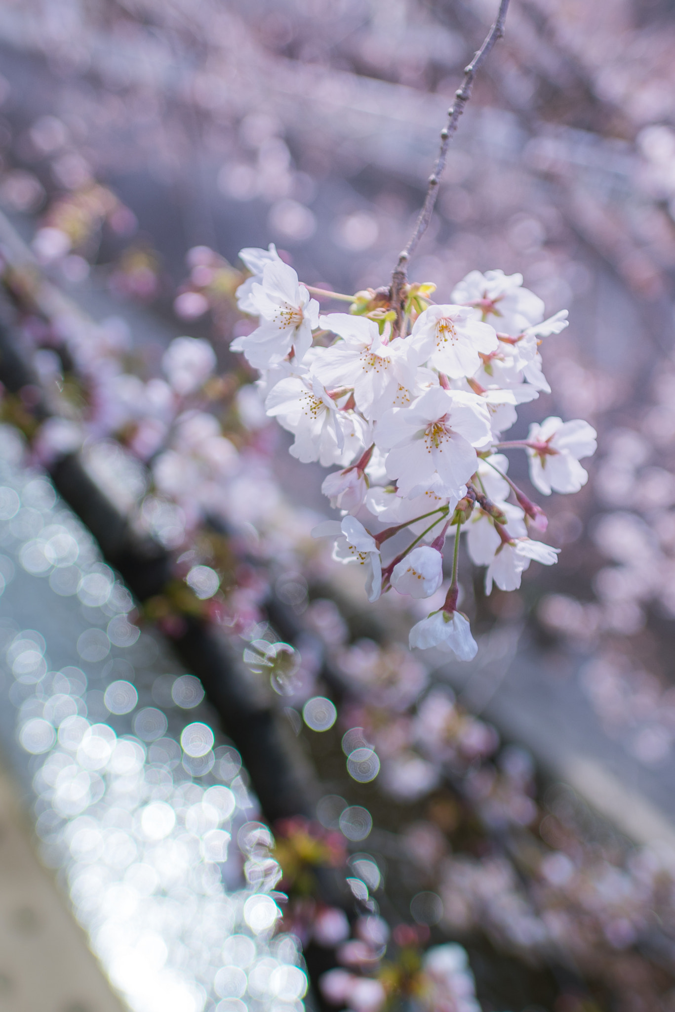 Nikon D750 sample photo. Cherry blossom photography