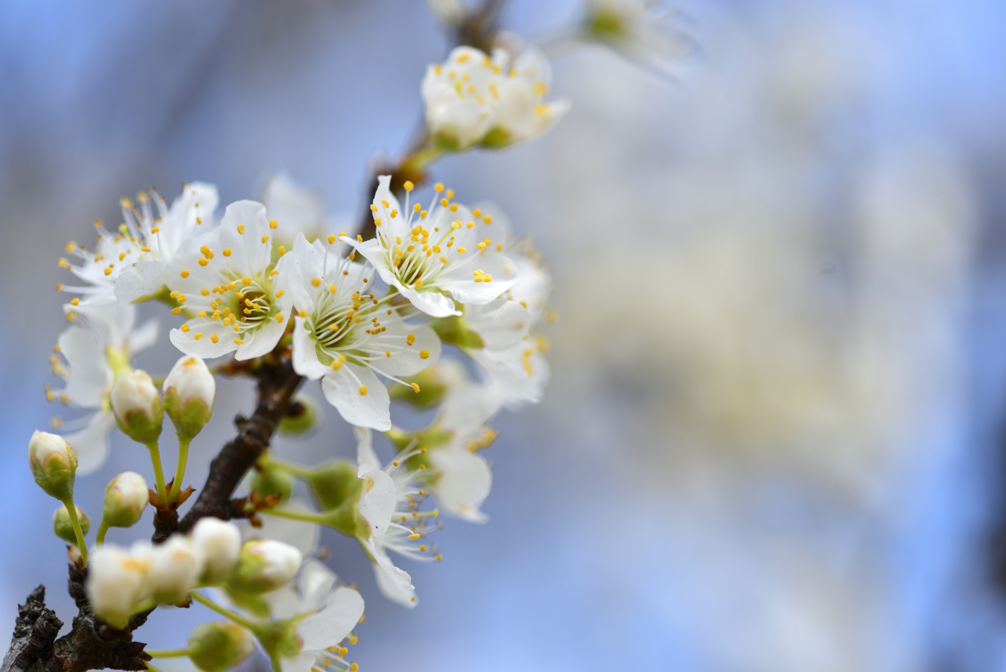 Nikon AF-S Micro-Nikkor 105mm F2.8G IF-ED VR sample photo. サクラ photography