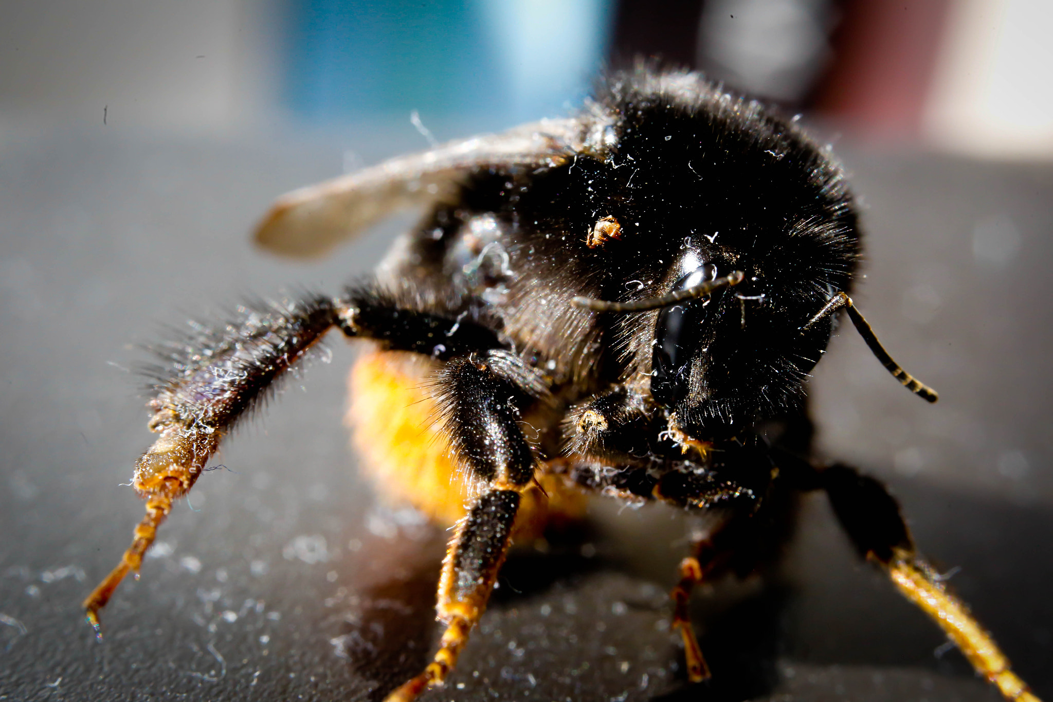Canon EF 35-80mm f/4-5.6 sample photo. Bumblebee photography