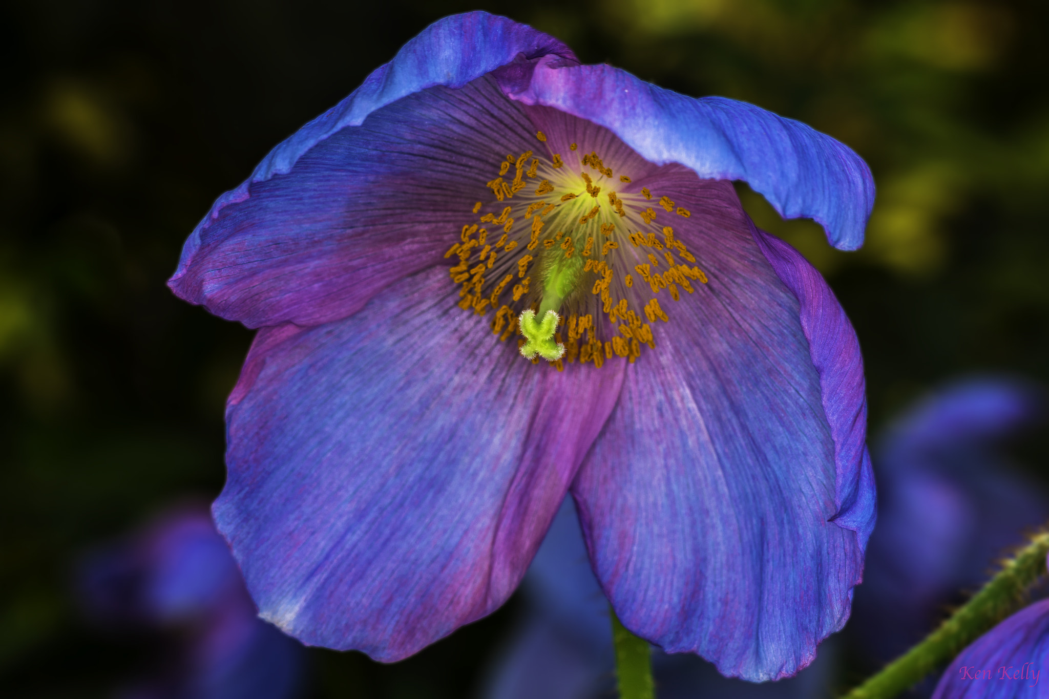 Canon EF 100mm F2.8L Macro IS USM sample photo. Blue poppy photography