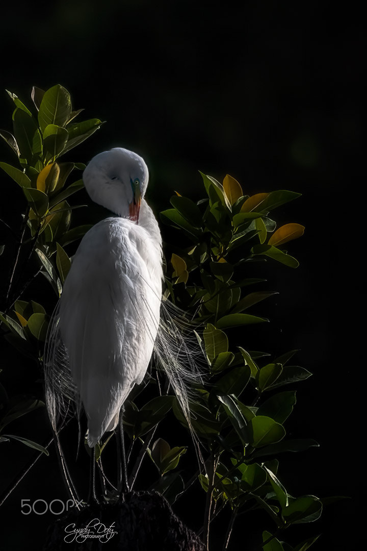 150-600mm F5-6.3 DG OS HSM | Contemporary 015 sample photo. A quiet moment photography