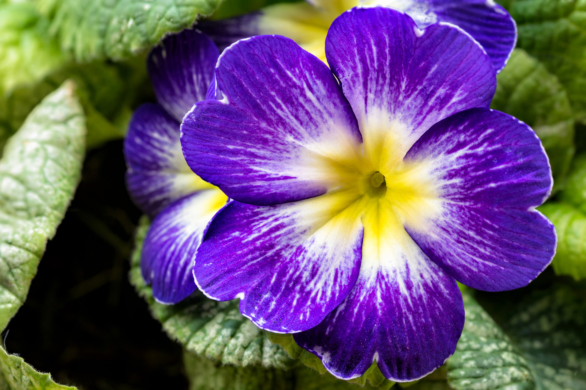 Sigma 105mm F2.8 EX DG OS HSM sample photo. Primula veris photography