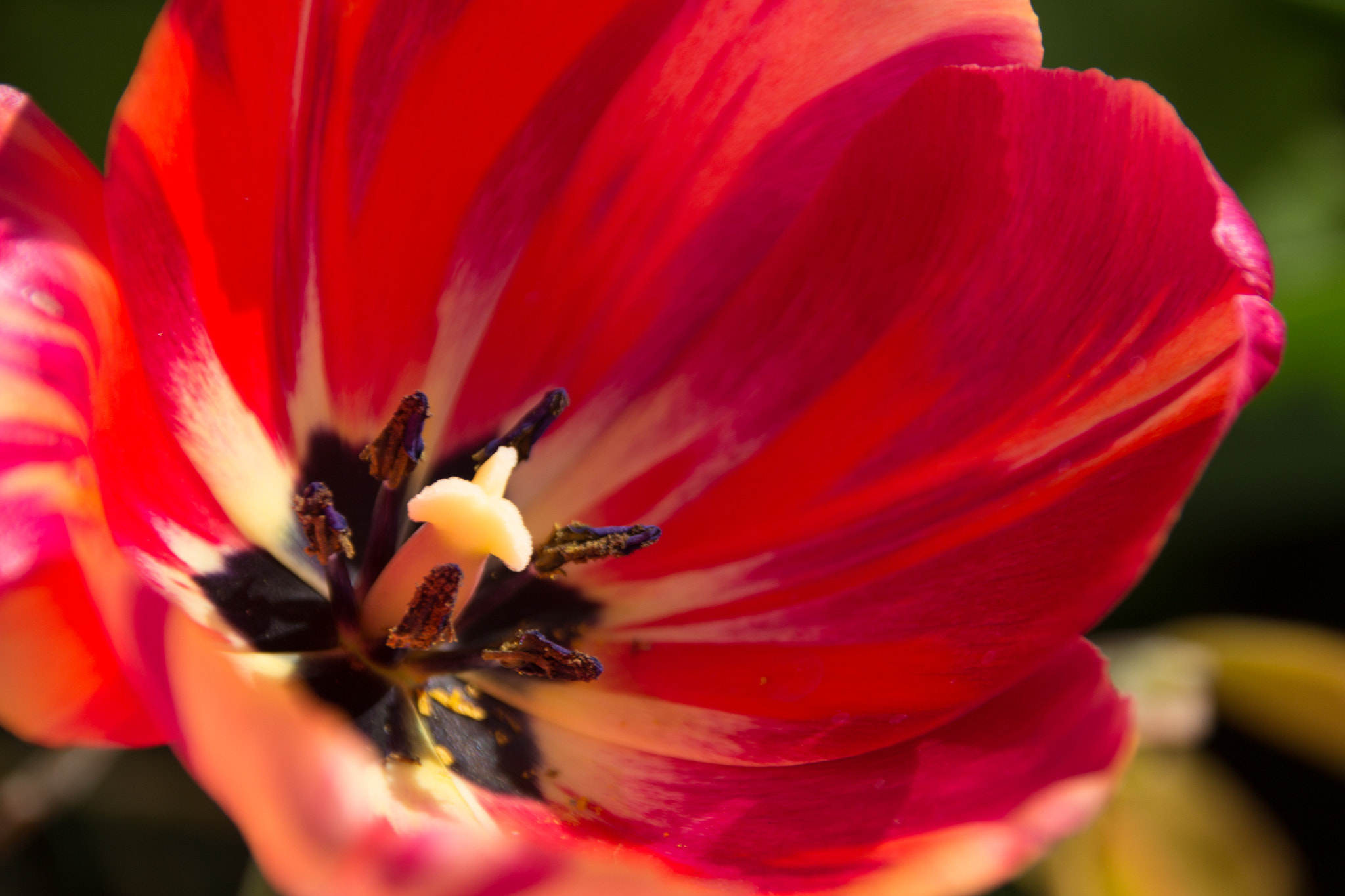 Sigma 18-250mm F3.5-6.3 DC OS HSM sample photo. Rote tulpe  photography