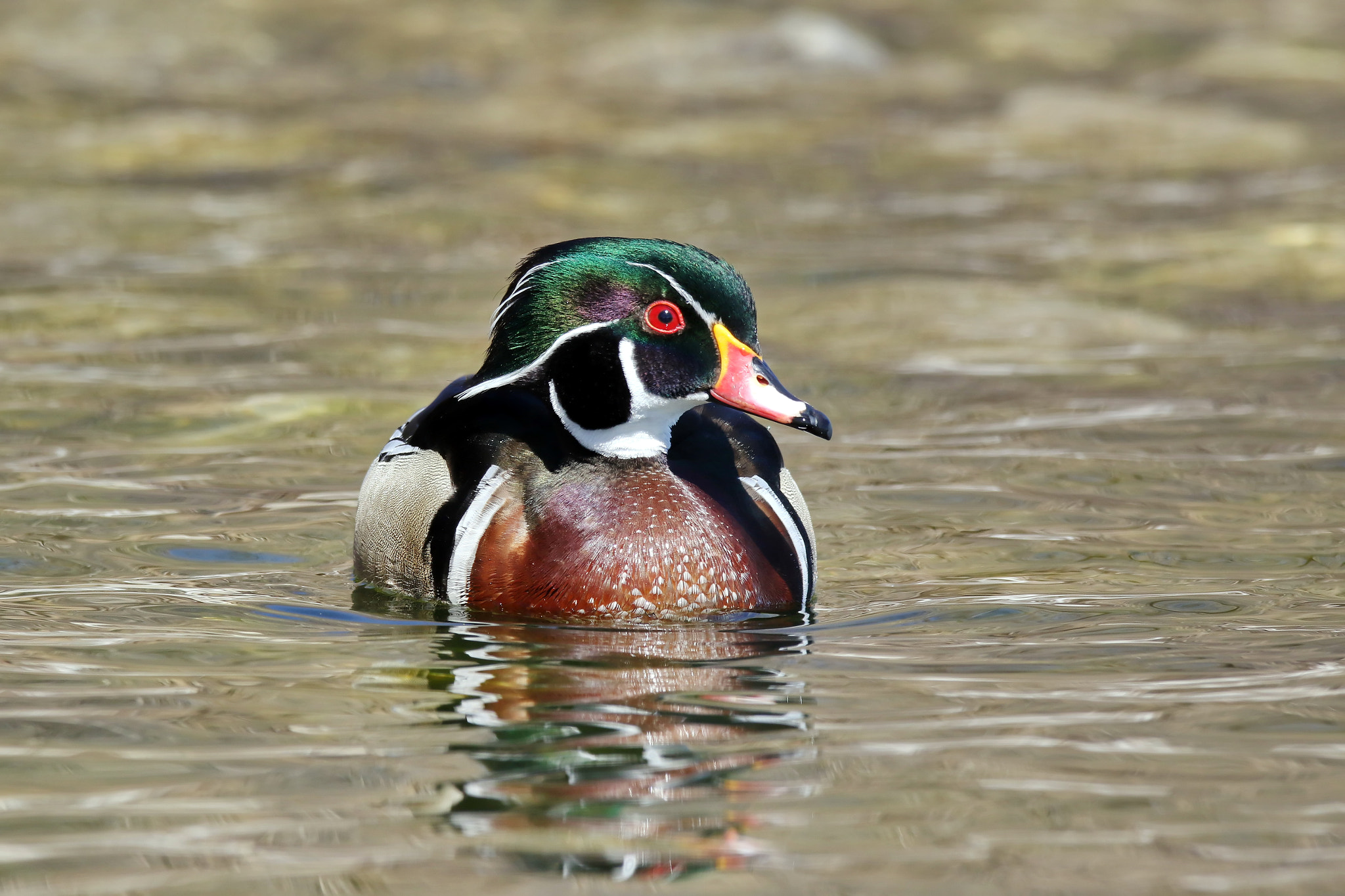 150-600mm F5-6.3 DG OS HSM | Contemporary 015 sample photo. Wood duck photography