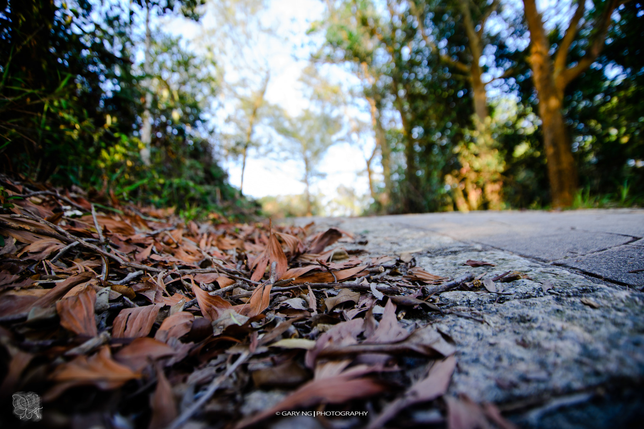 Nikon D610 sample photo. Dried leaves photography