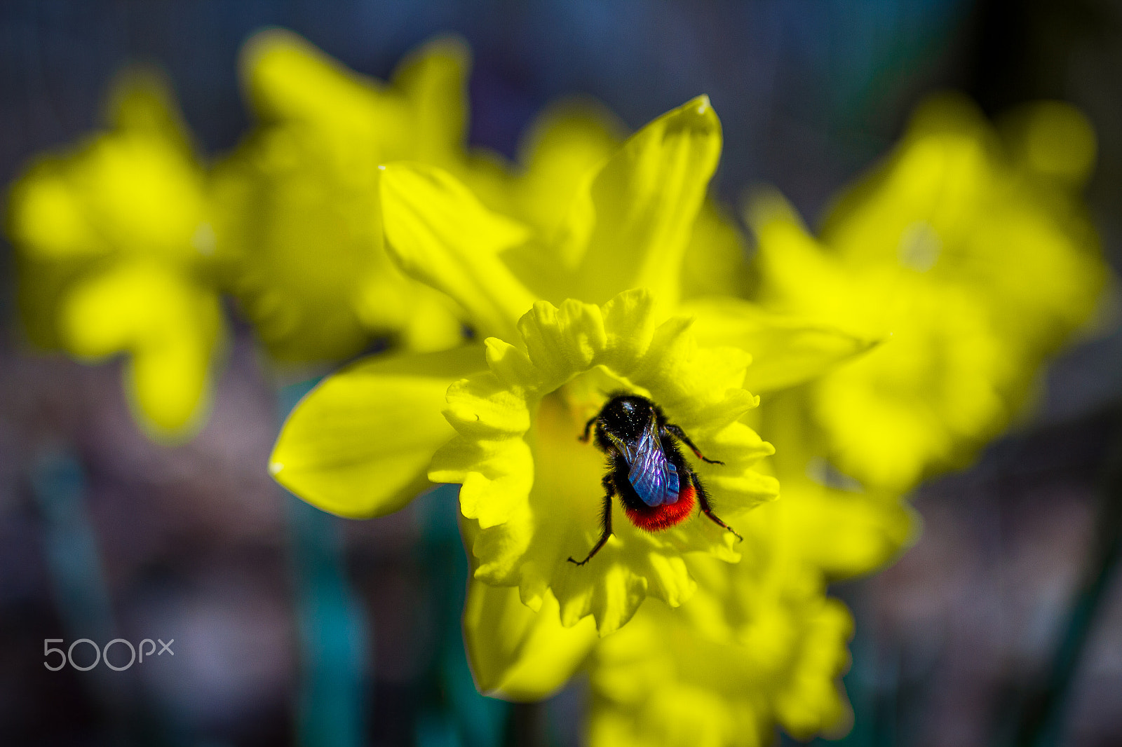 Tamron SP 35mm F1.8 Di VC USD sample photo. Narcissus jonquilla photography