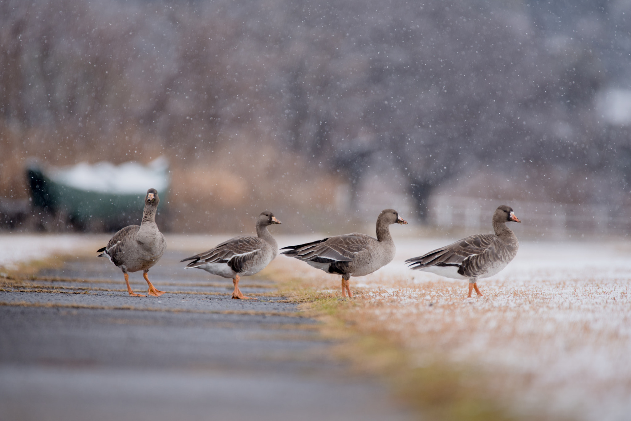 Nikon D750 sample photo. Wild duck 2 photography